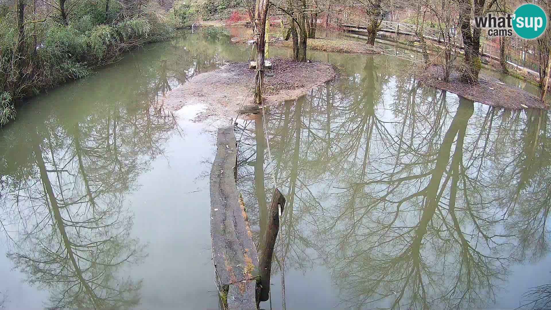 Vari bianconero Zoo Ljubljana webcam