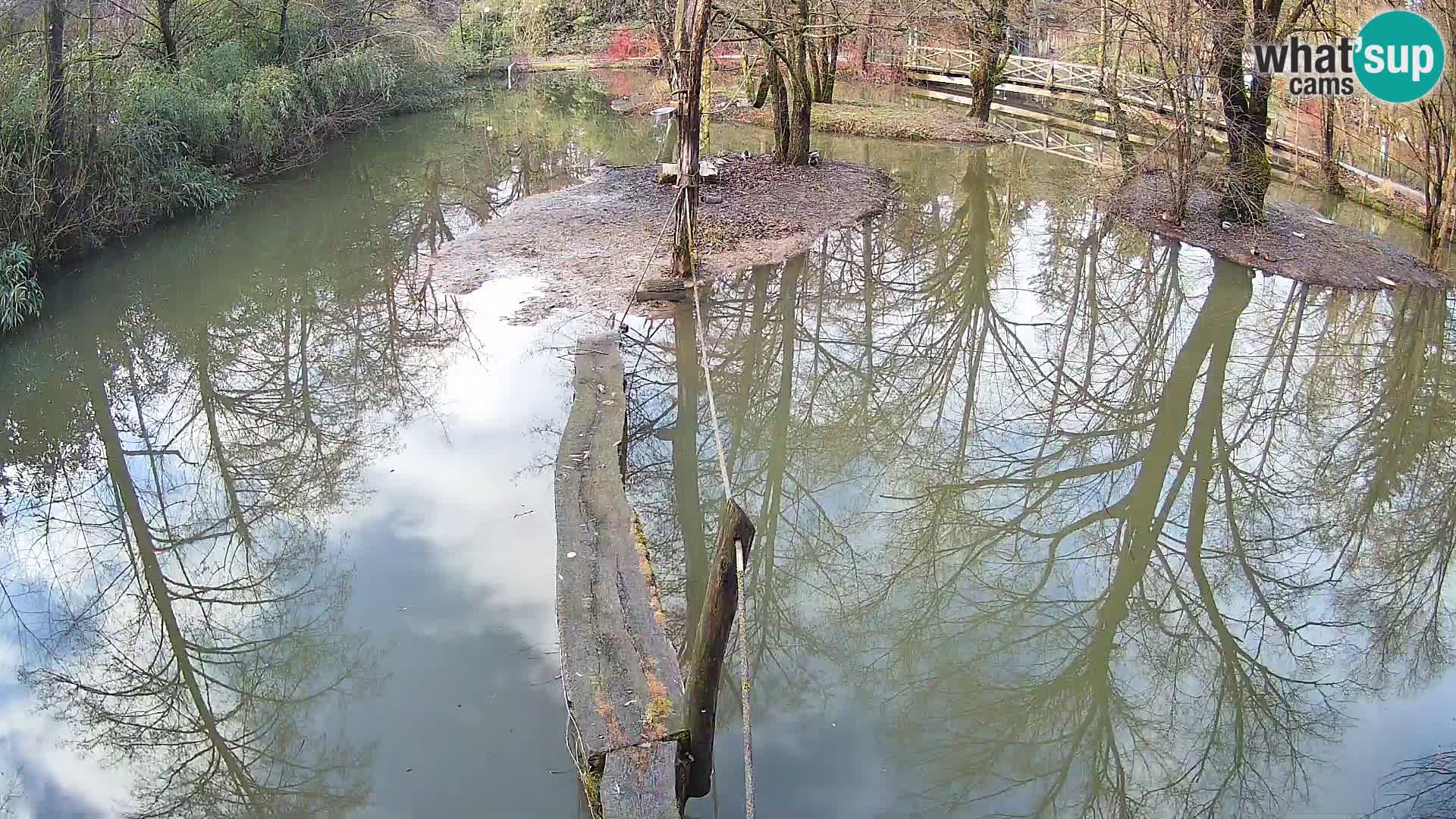 Vari noir et blanc – Ljubljana ZOO  livecam