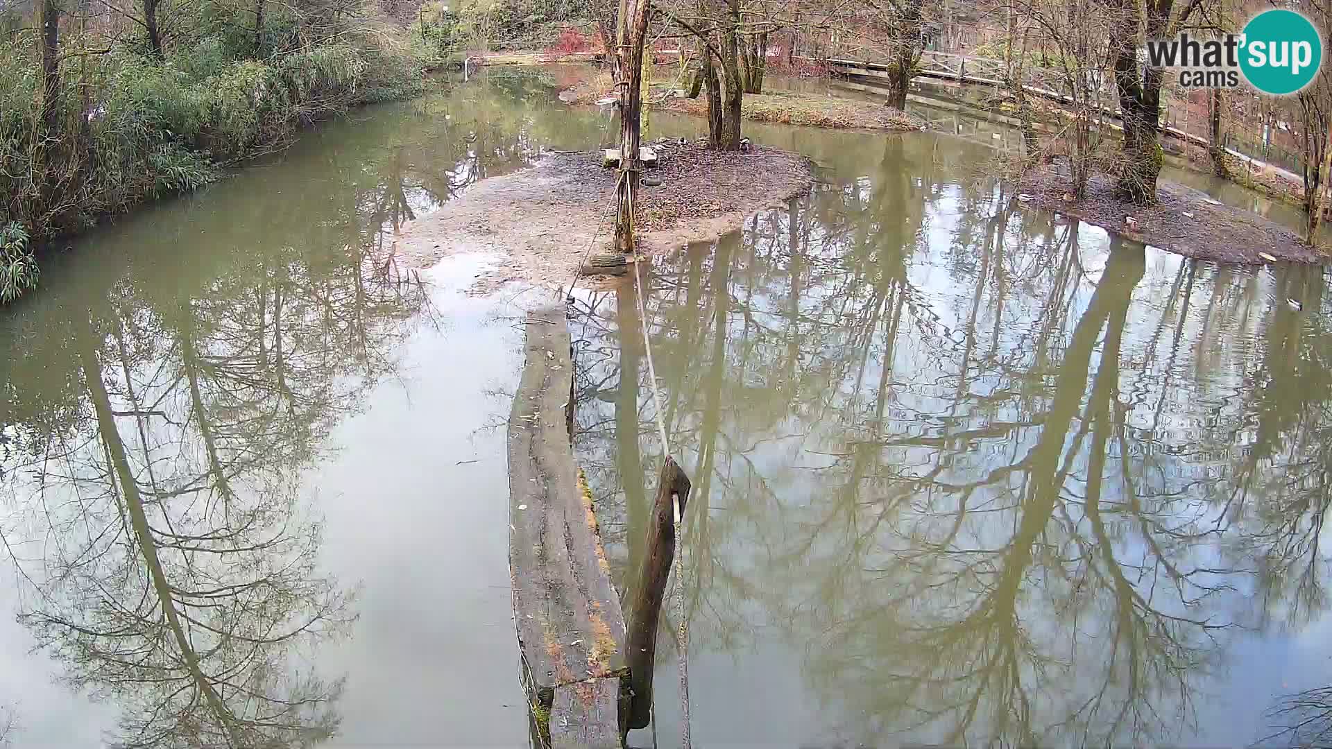 Navadni vari u živo – Ljubljana zoo