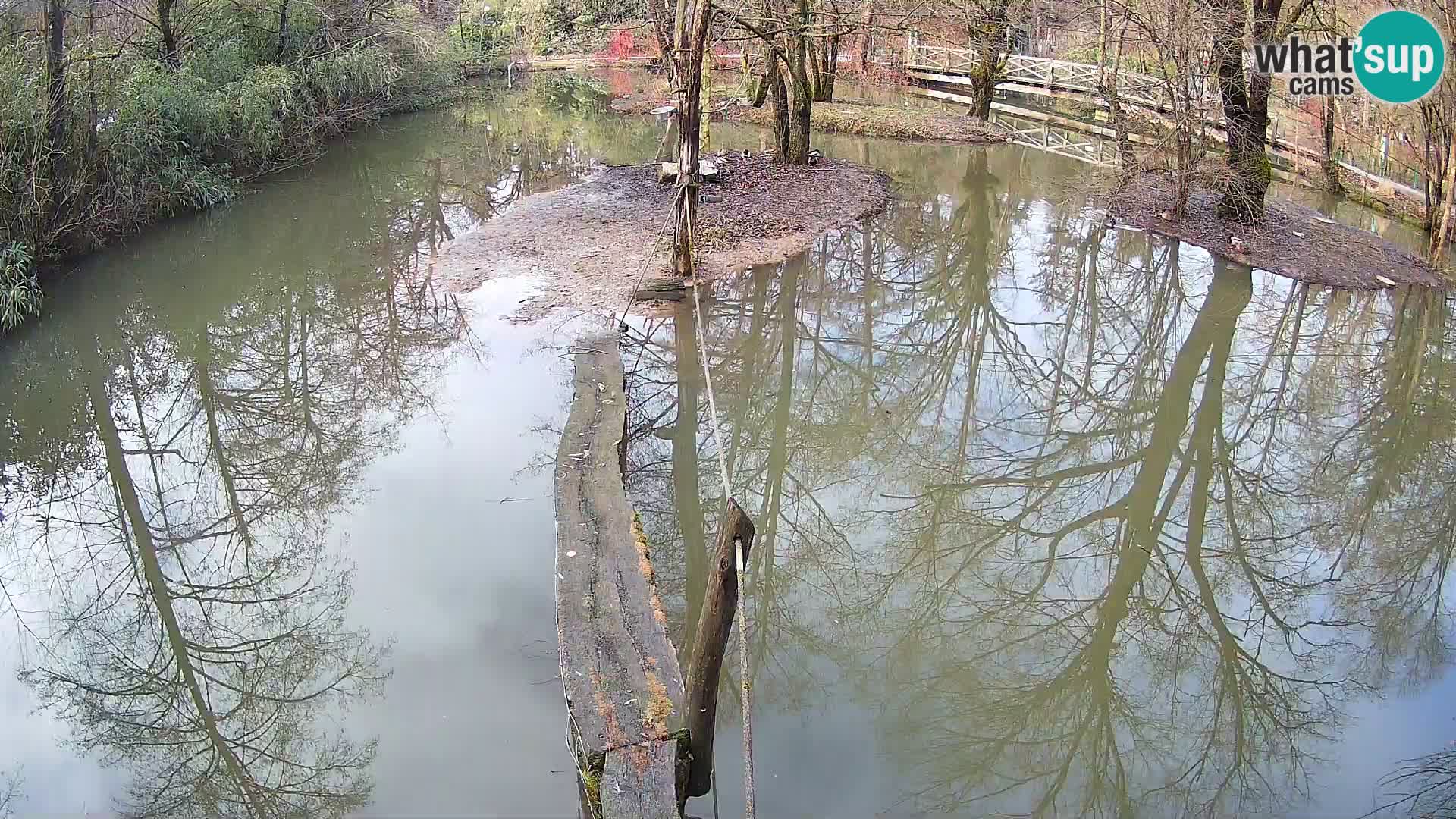 Vari bianconero Zoo Ljubljana webcam