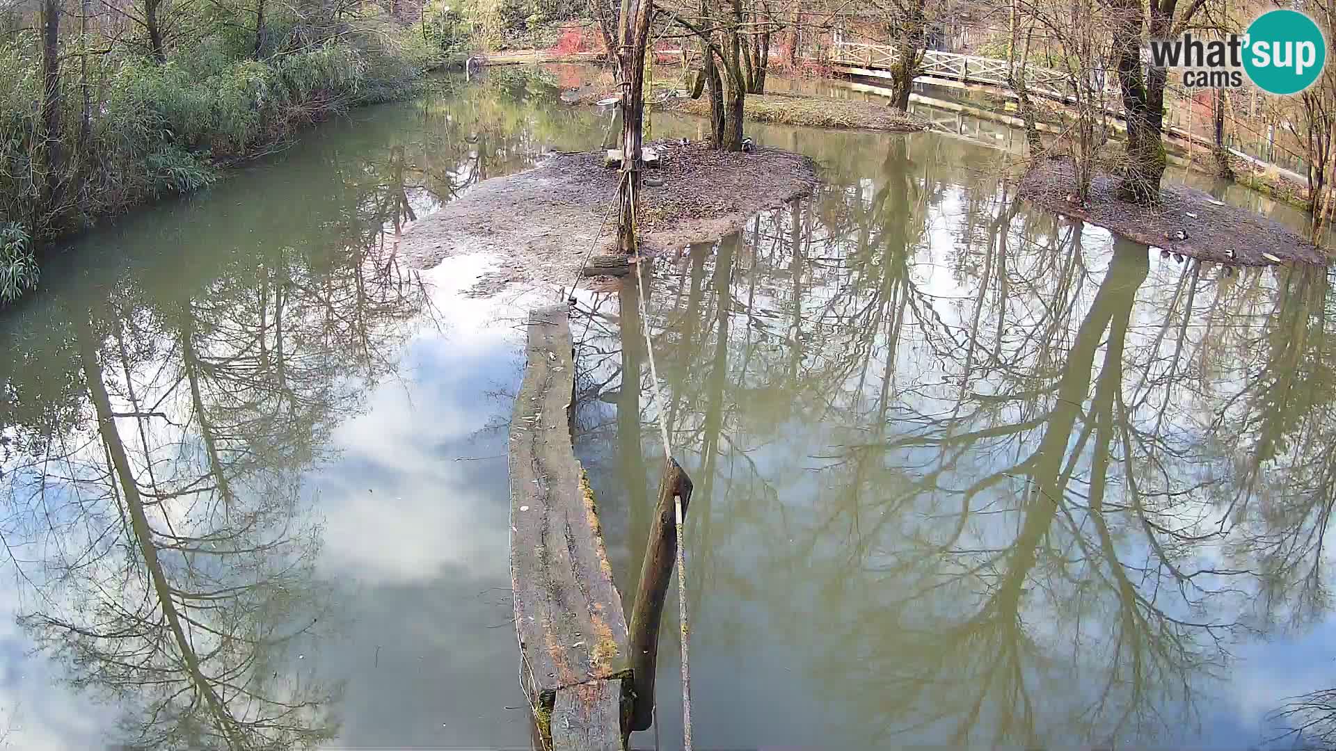 Vari noir et blanc – Ljubljana ZOO  livecam