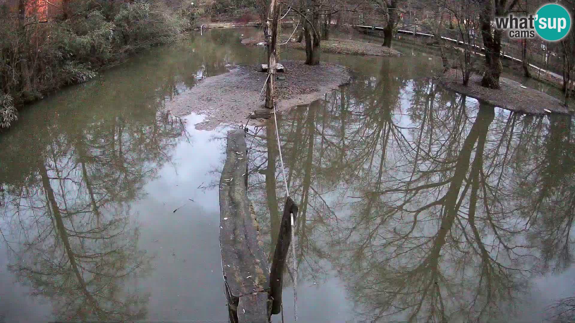 Navadni vari v živo – Ljubljana živalski vrt