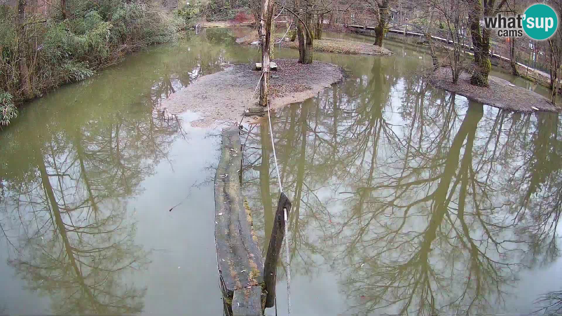 Lémur rufo blanco y negro – Ljubljana Zoo en vivo