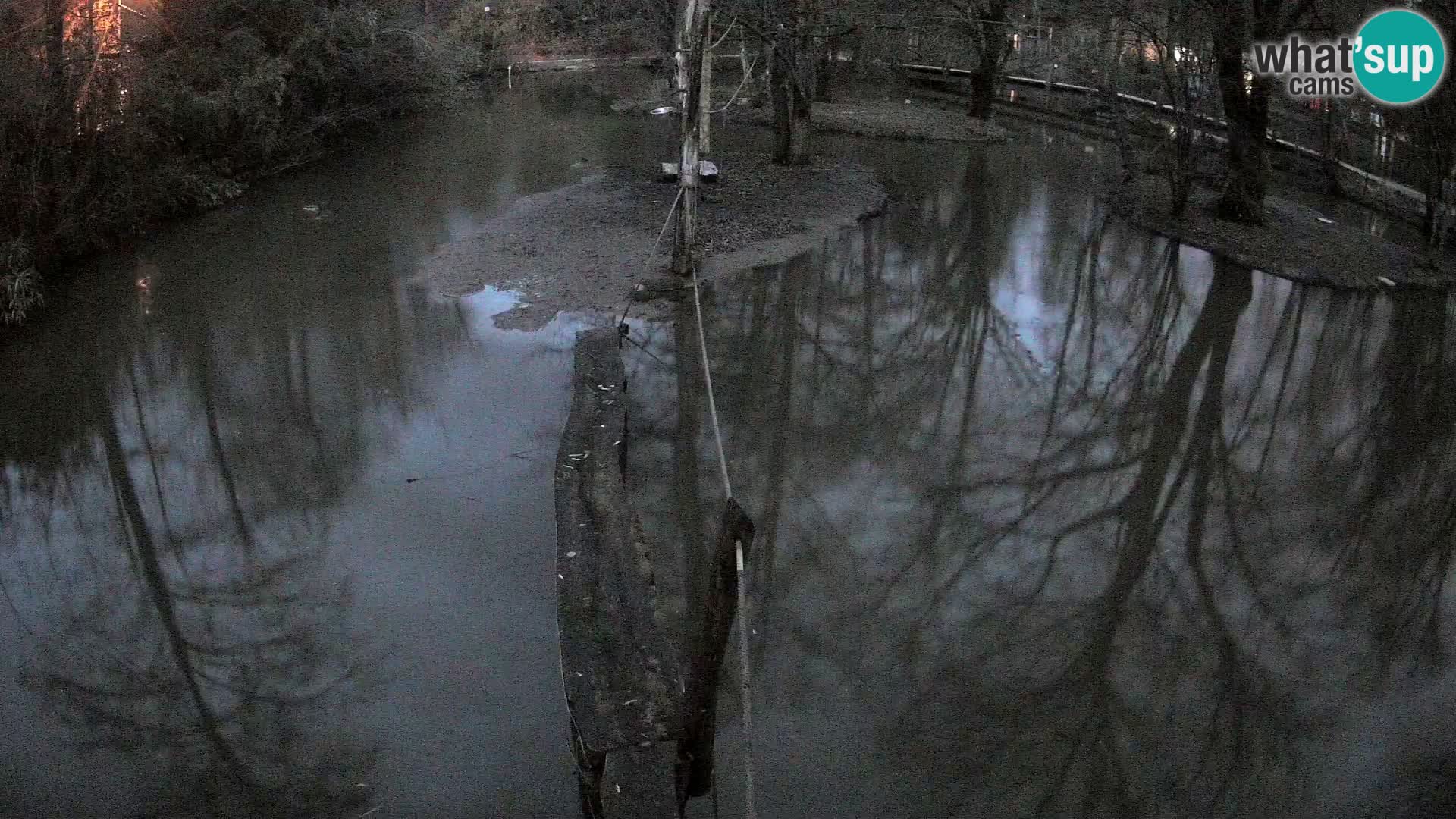 Vari noir et blanc – Ljubljana ZOO  livecam