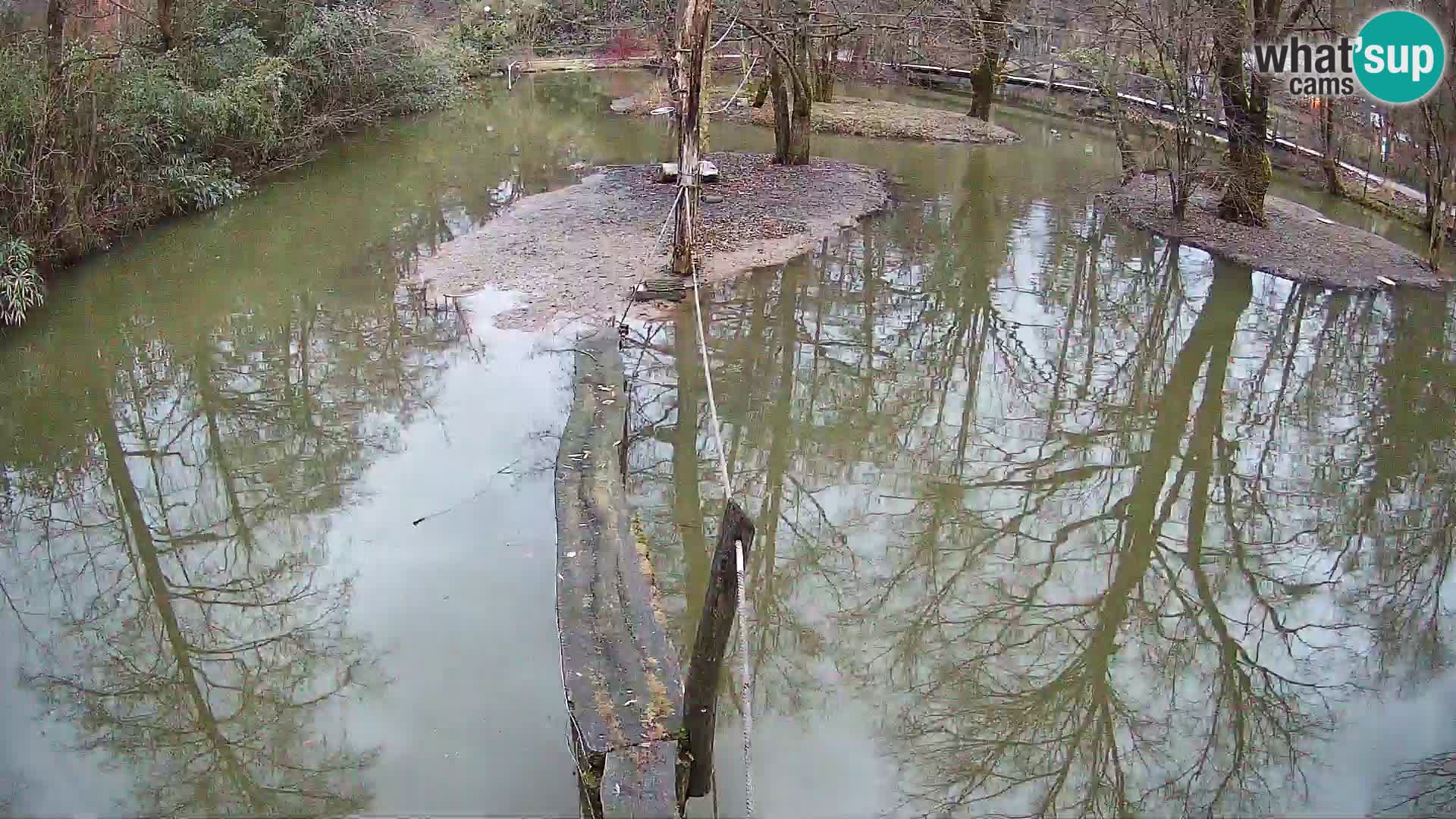 Lémur rufo blanco y negro – Ljubljana Zoo en vivo