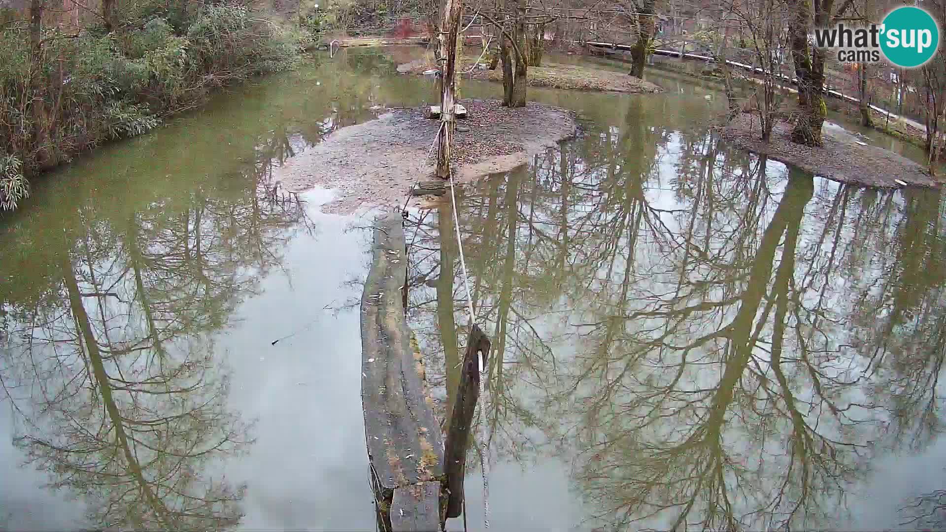 Schwarzweiße Vari Zoo Ljubljana webcam