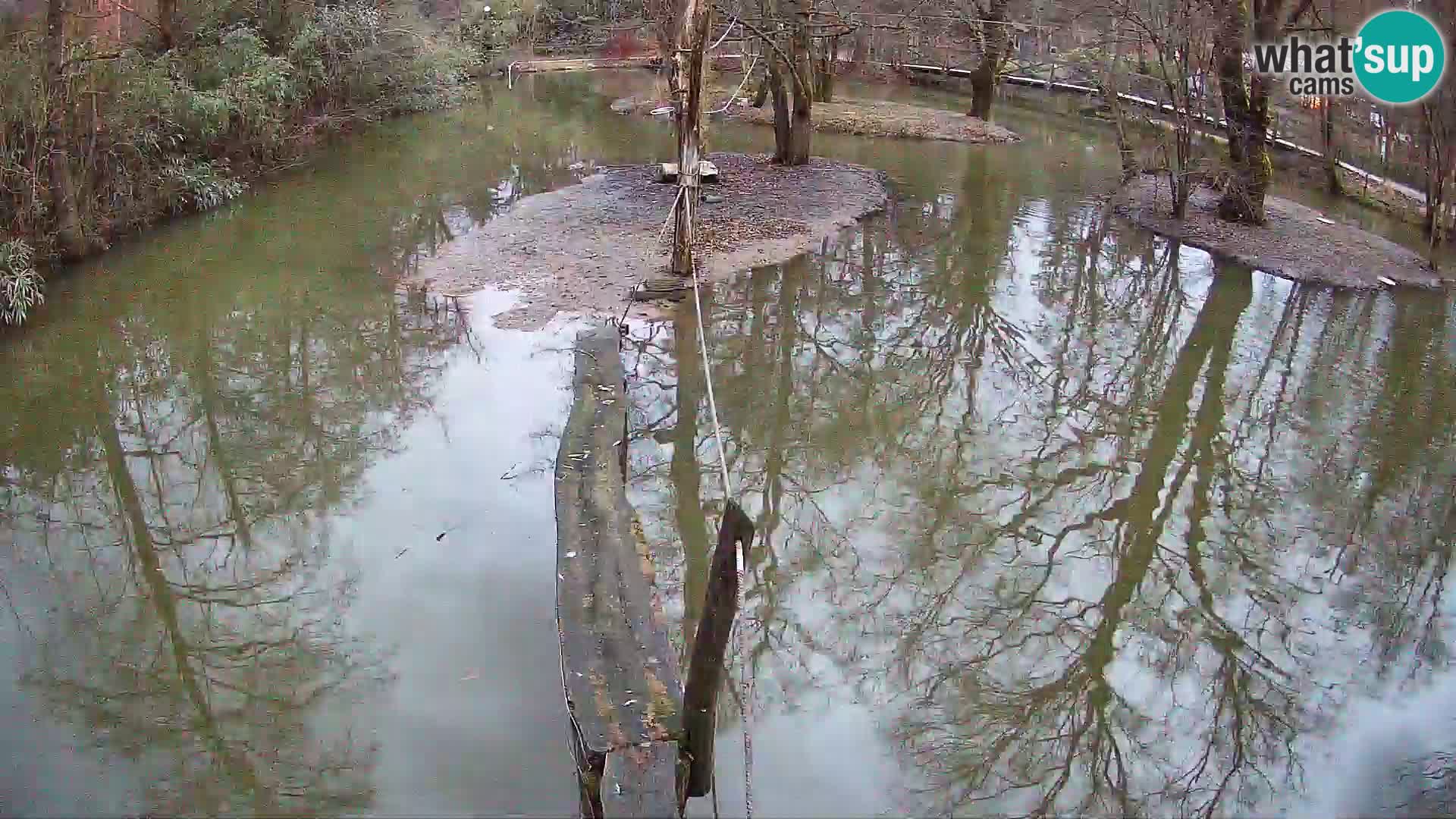 Black and white ruffed lemur Ljubljana Zoo live cam