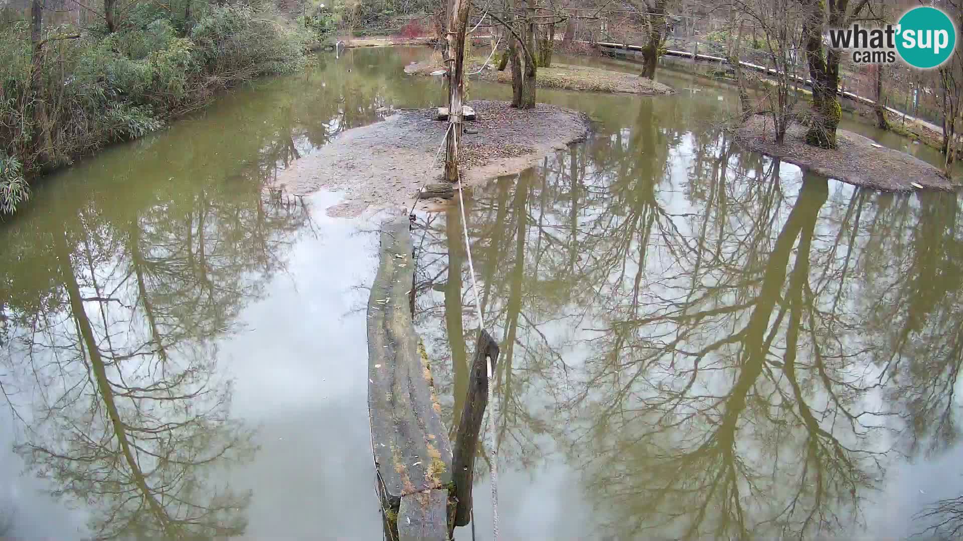 Schwarzweiße Vari Zoo Ljubljana webcam