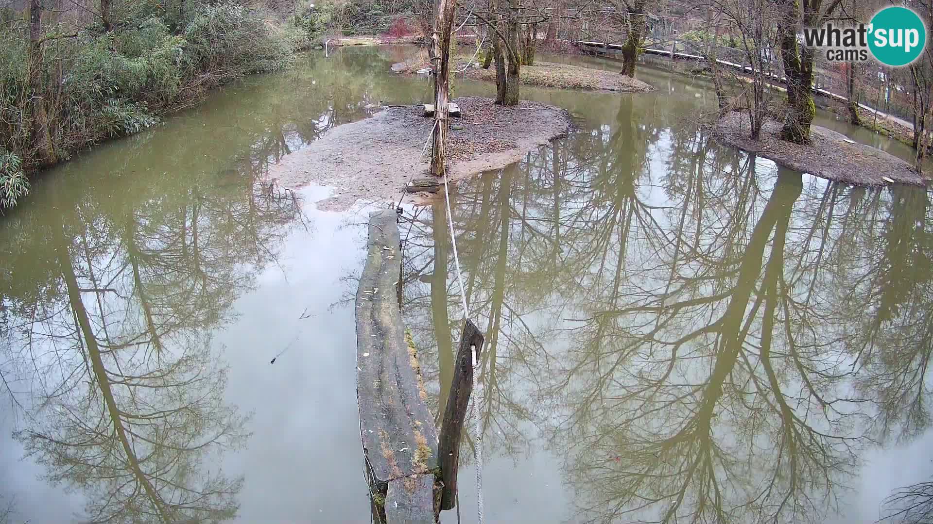 Navadni vari v živo – Ljubljana živalski vrt