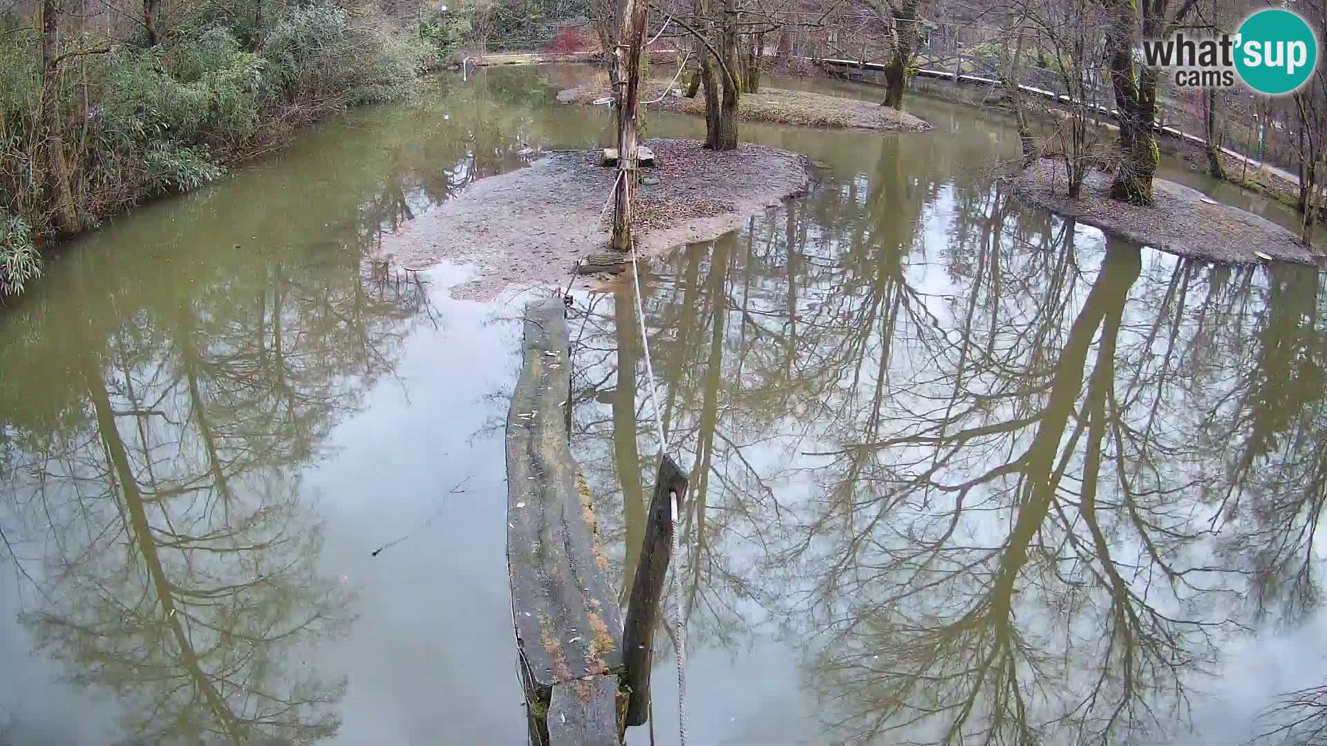 Lémur rufo blanco y negro – Ljubljana Zoo en vivo