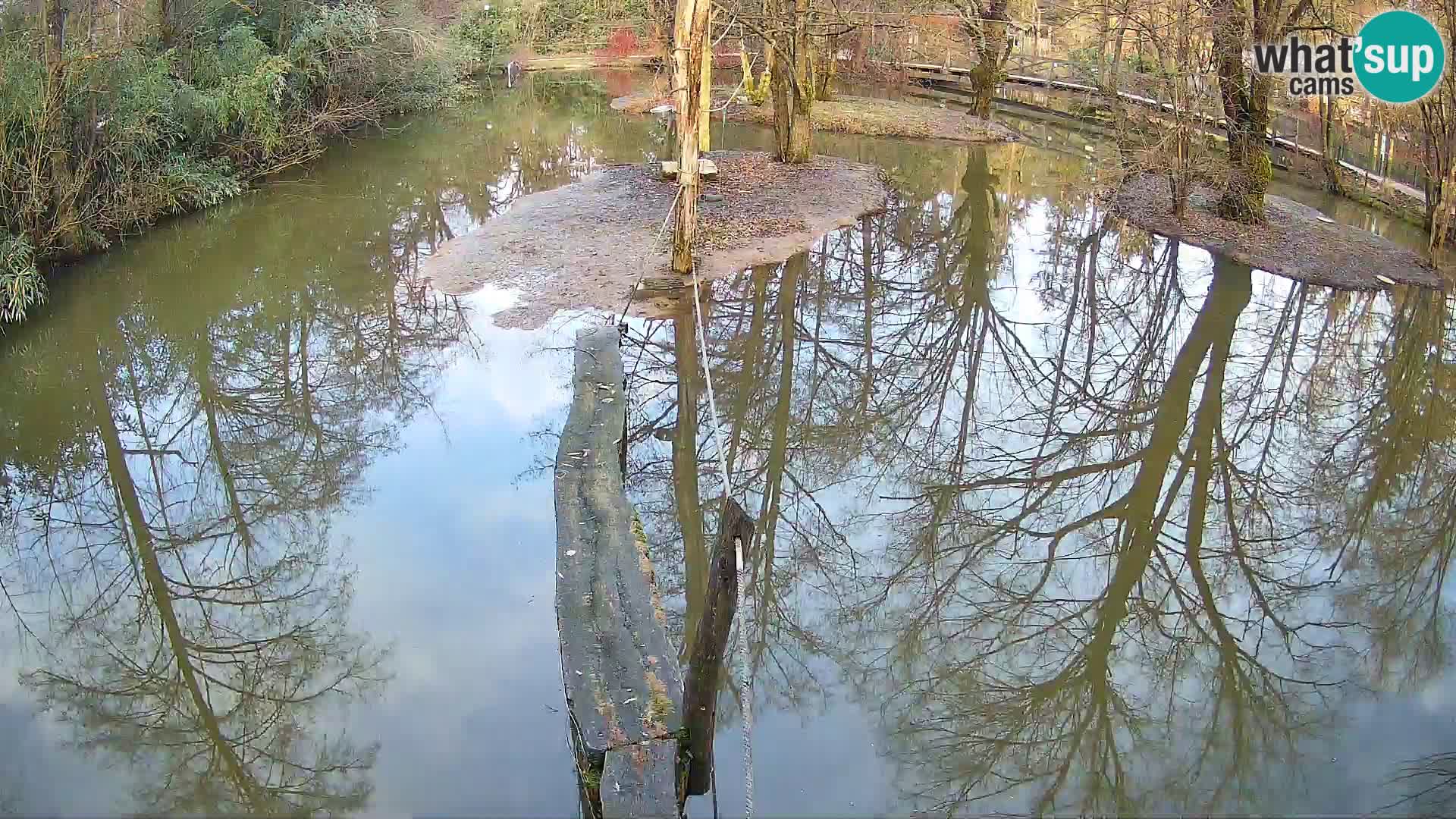 Schwarzweiße Vari Zoo Ljubljana webcam