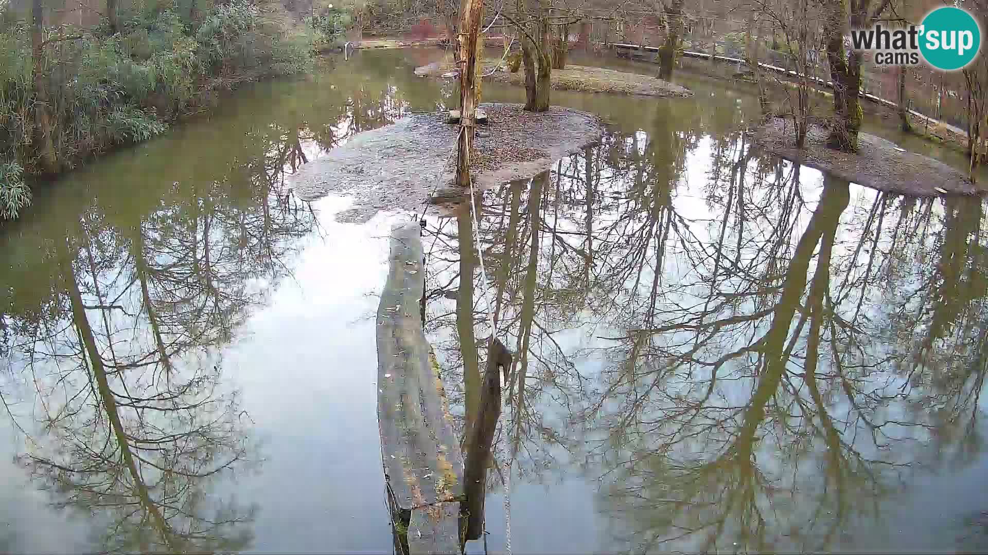 Schwarzweiße Vari Zoo Ljubljana webcam