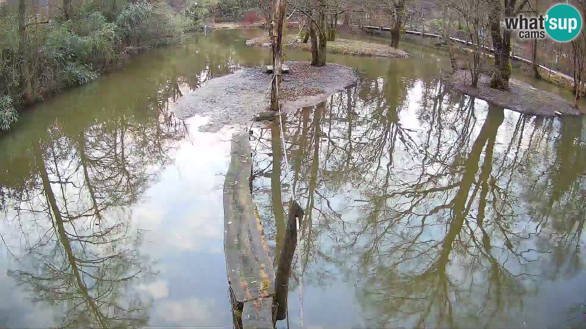 Lémur rufo blanco y negro – Ljubljana Zoo en vivo