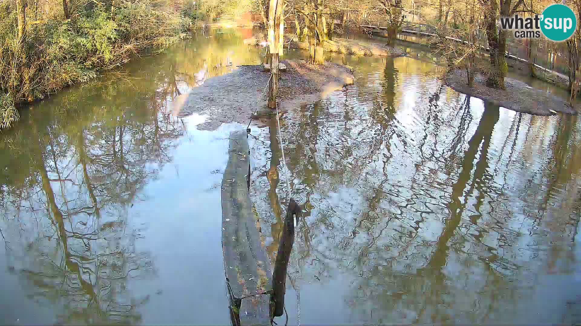 Schwarzweiße Vari Zoo Ljubljana webcam