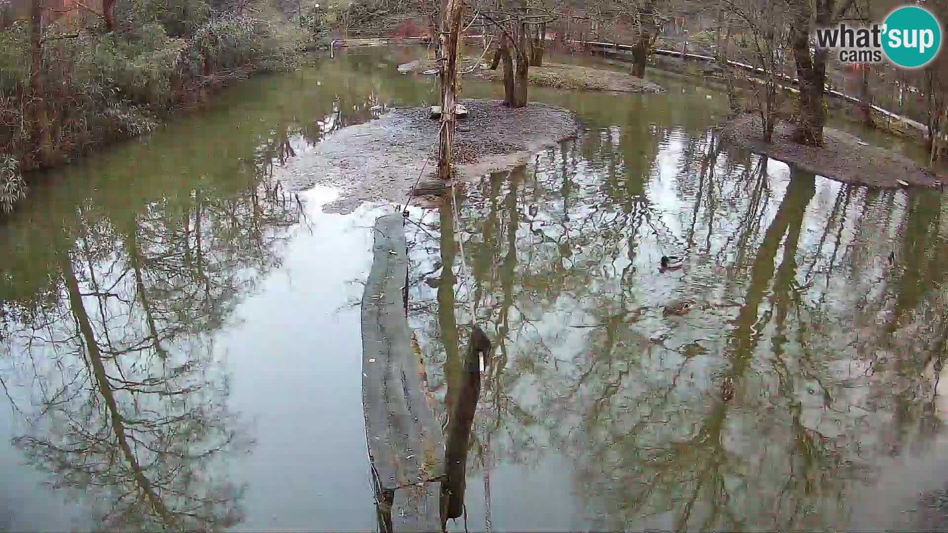 Navadni vari u živo – Ljubljana zoo