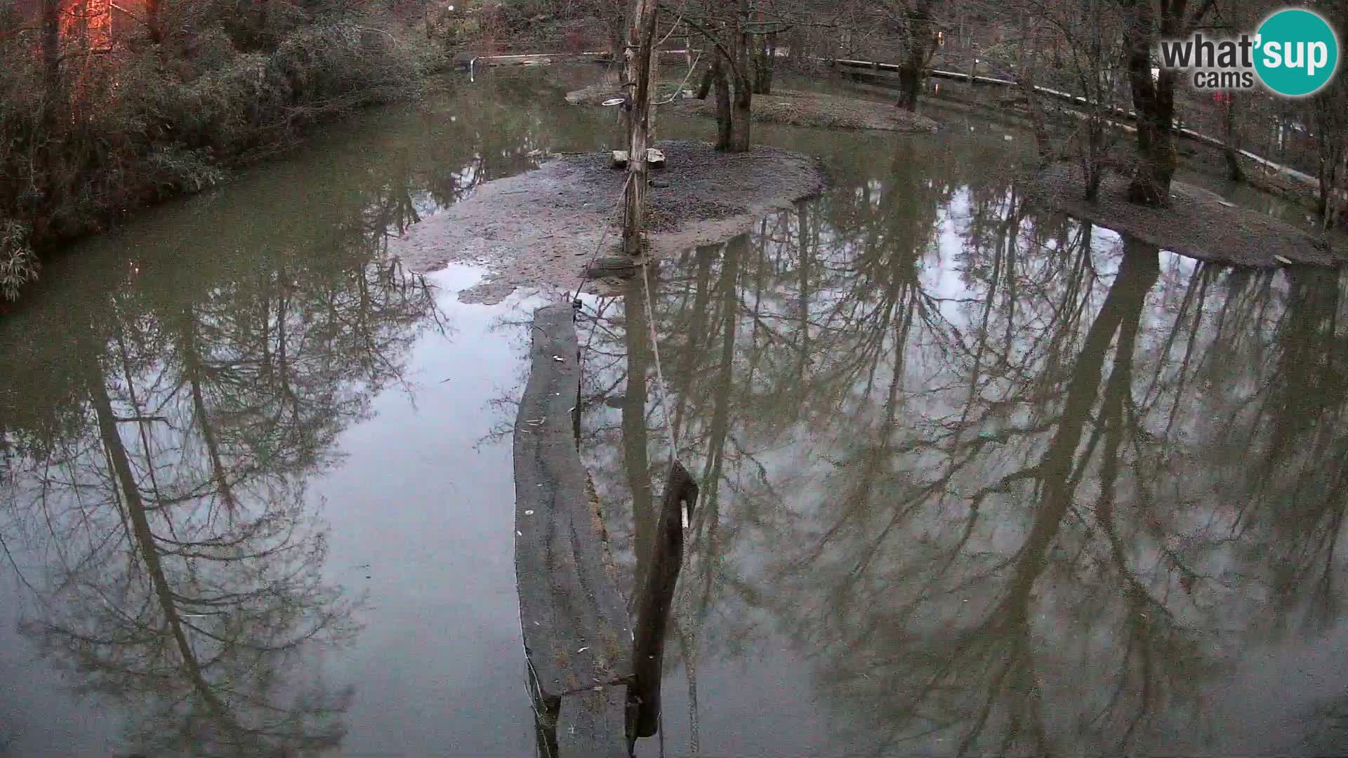 Lémur rufo blanco y negro – Ljubljana Zoo en vivo