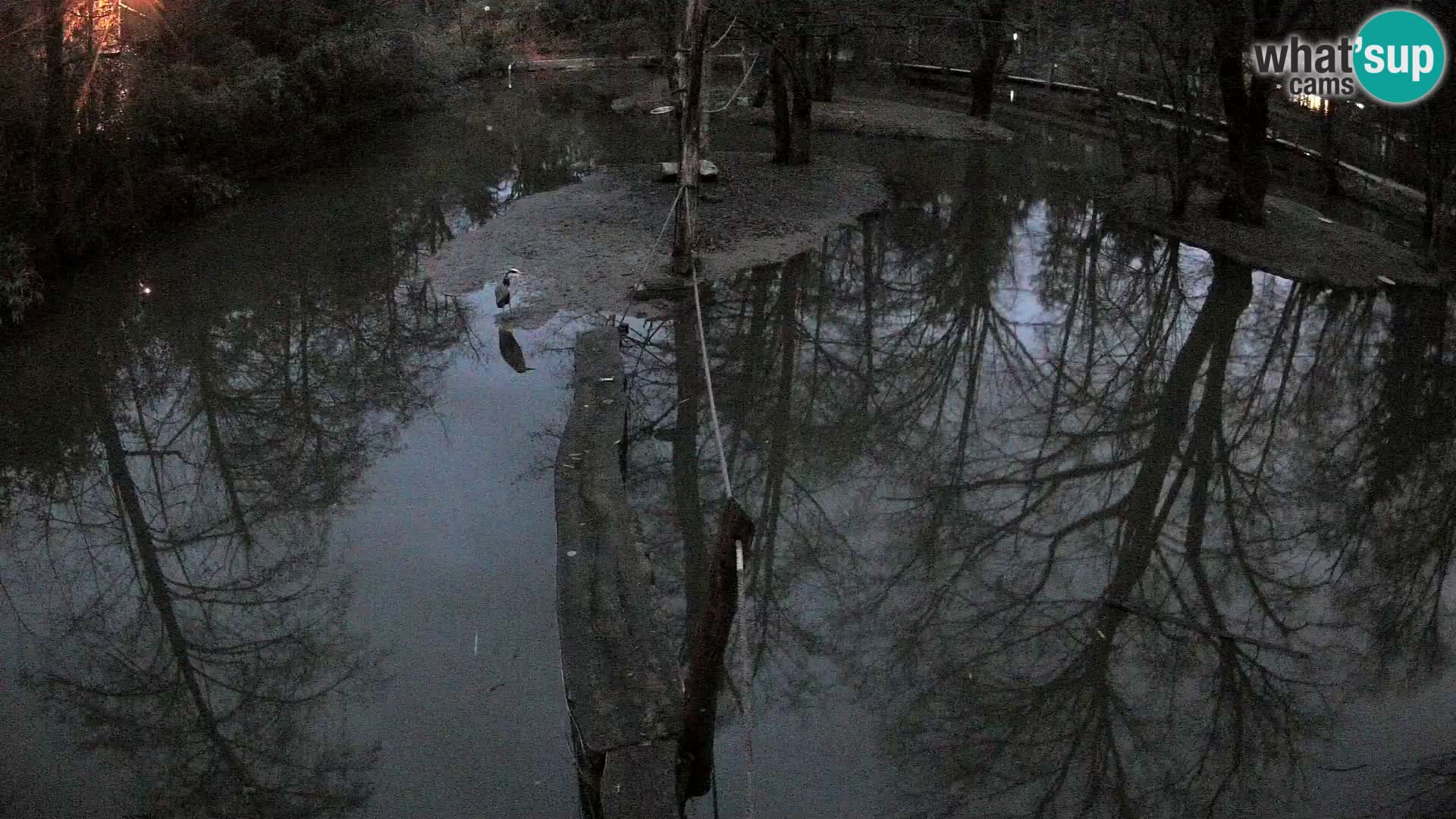 Schwarzweiße Vari Zoo Ljubljana webcam