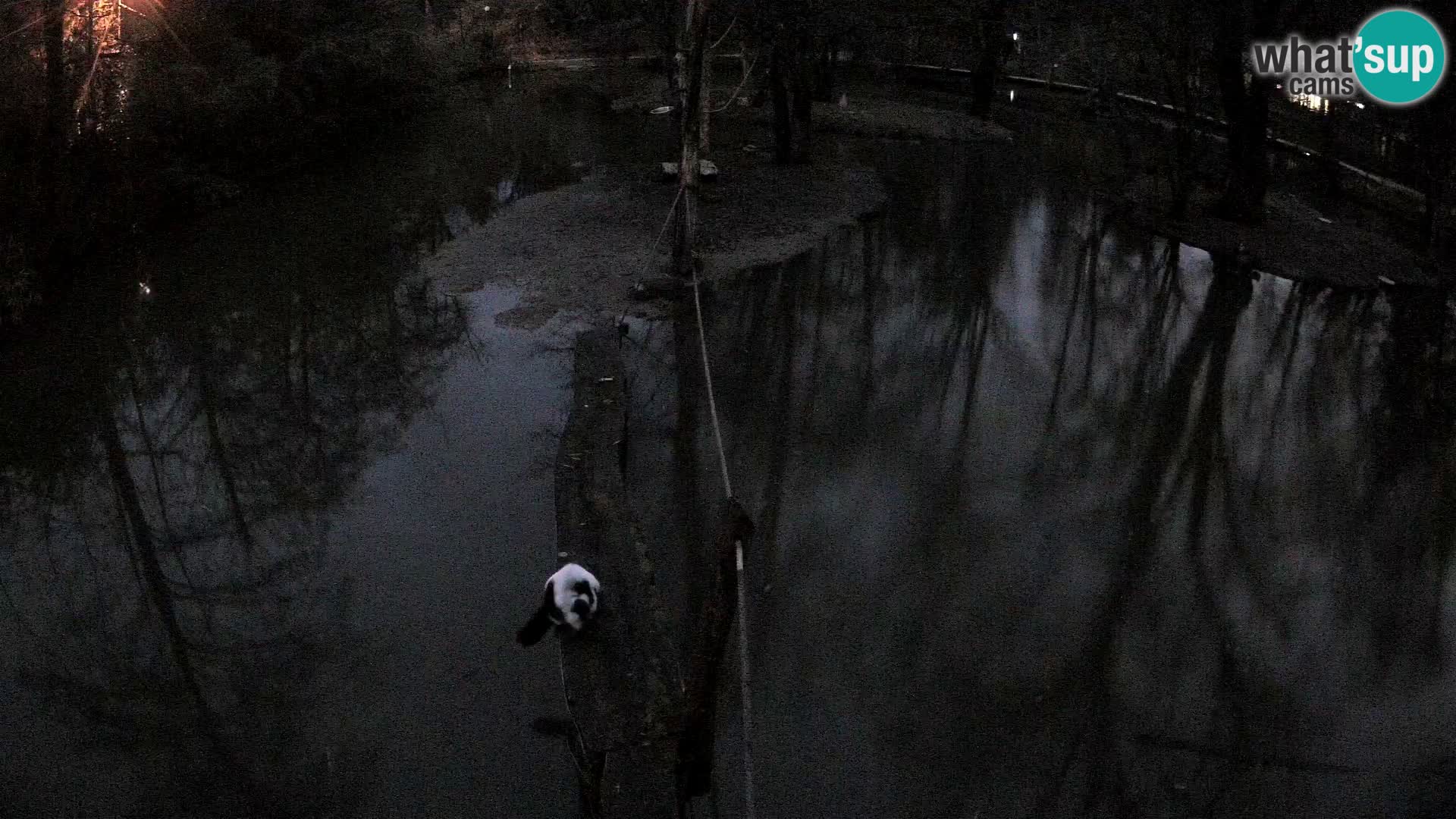 Lémur rufo blanco y negro – Ljubljana Zoo en vivo