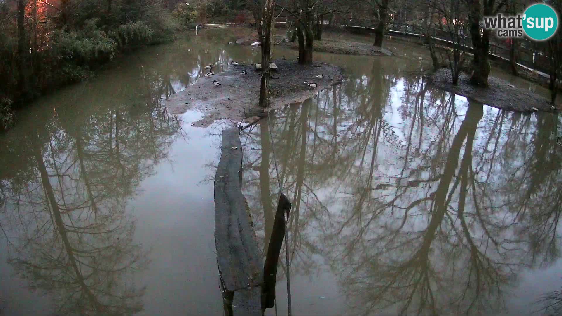 Vari bianconero Zoo Ljubljana webcam