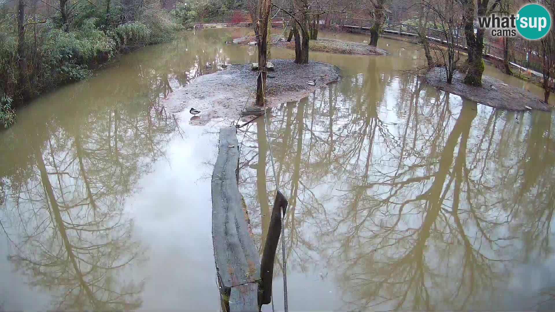 Black and white ruffed lemur Ljubljana Zoo live cam