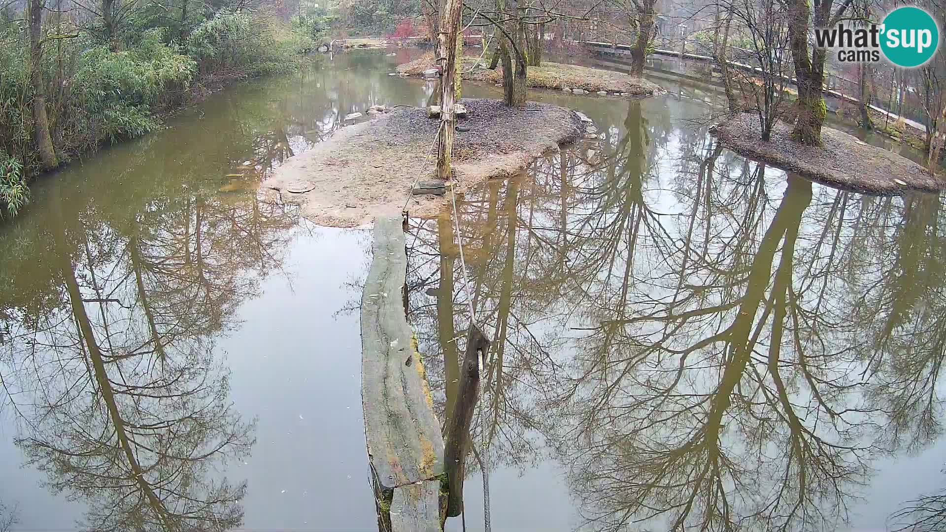 Navadni vari v živo – Ljubljana živalski vrt