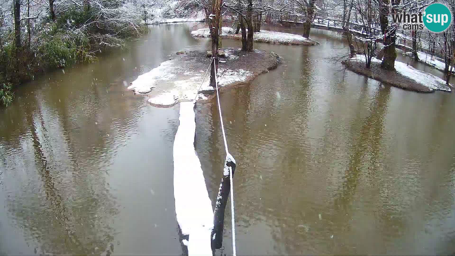 Navadni vari u živo – Ljubljana zoo