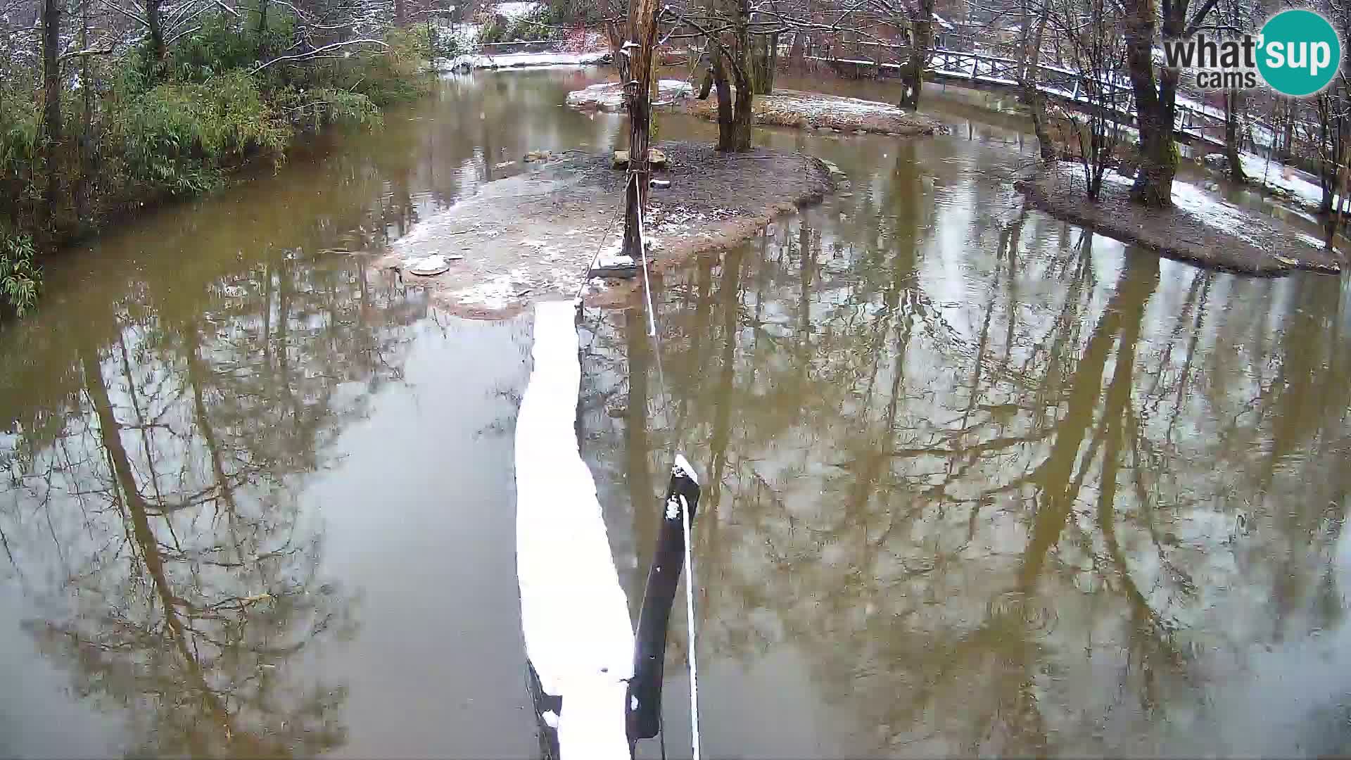 Schwarzweiße Vari Zoo Ljubljana webcam