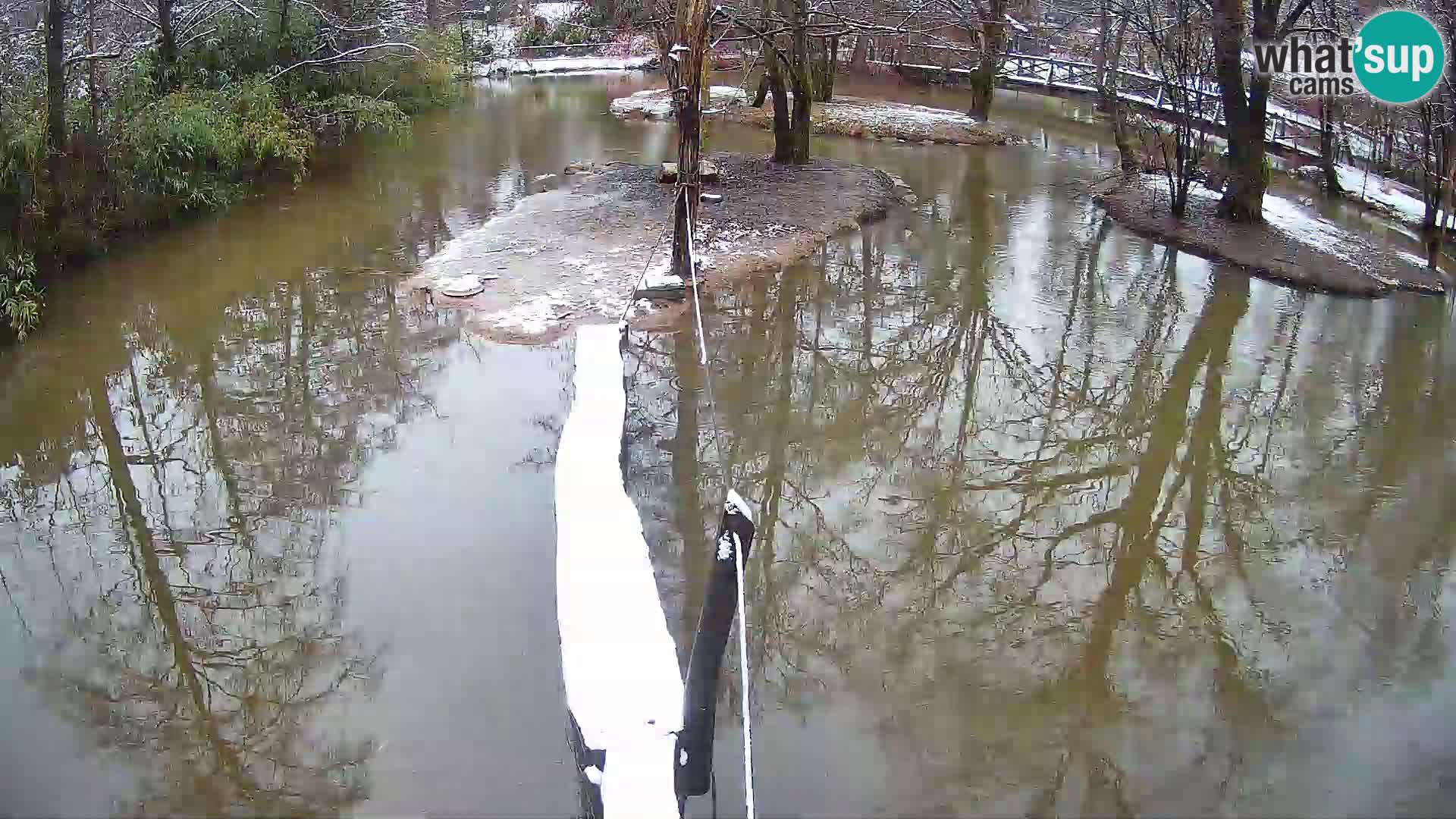 Navadni vari u živo – Ljubljana zoo