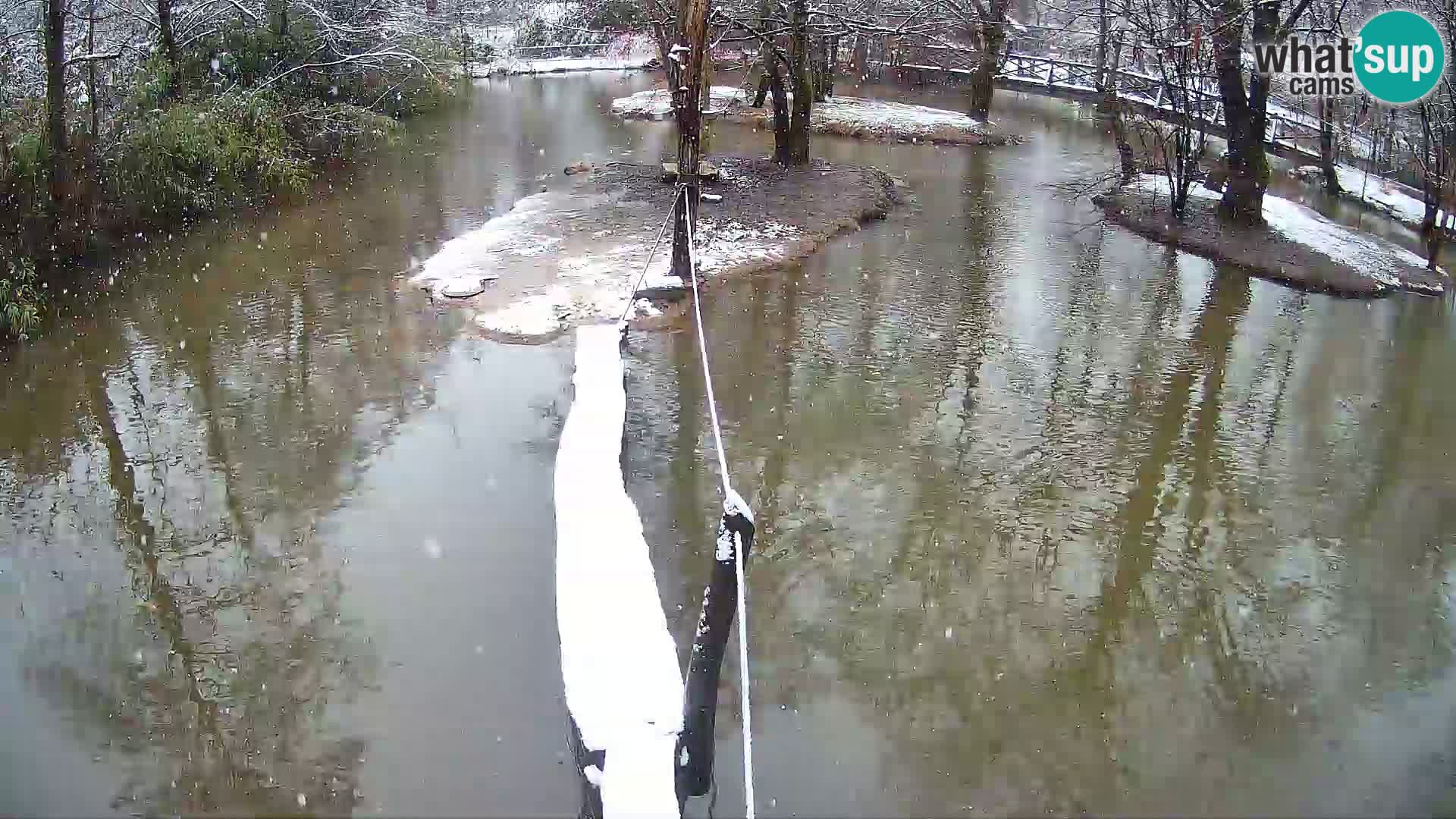 Navadni vari u živo – Ljubljana zoo