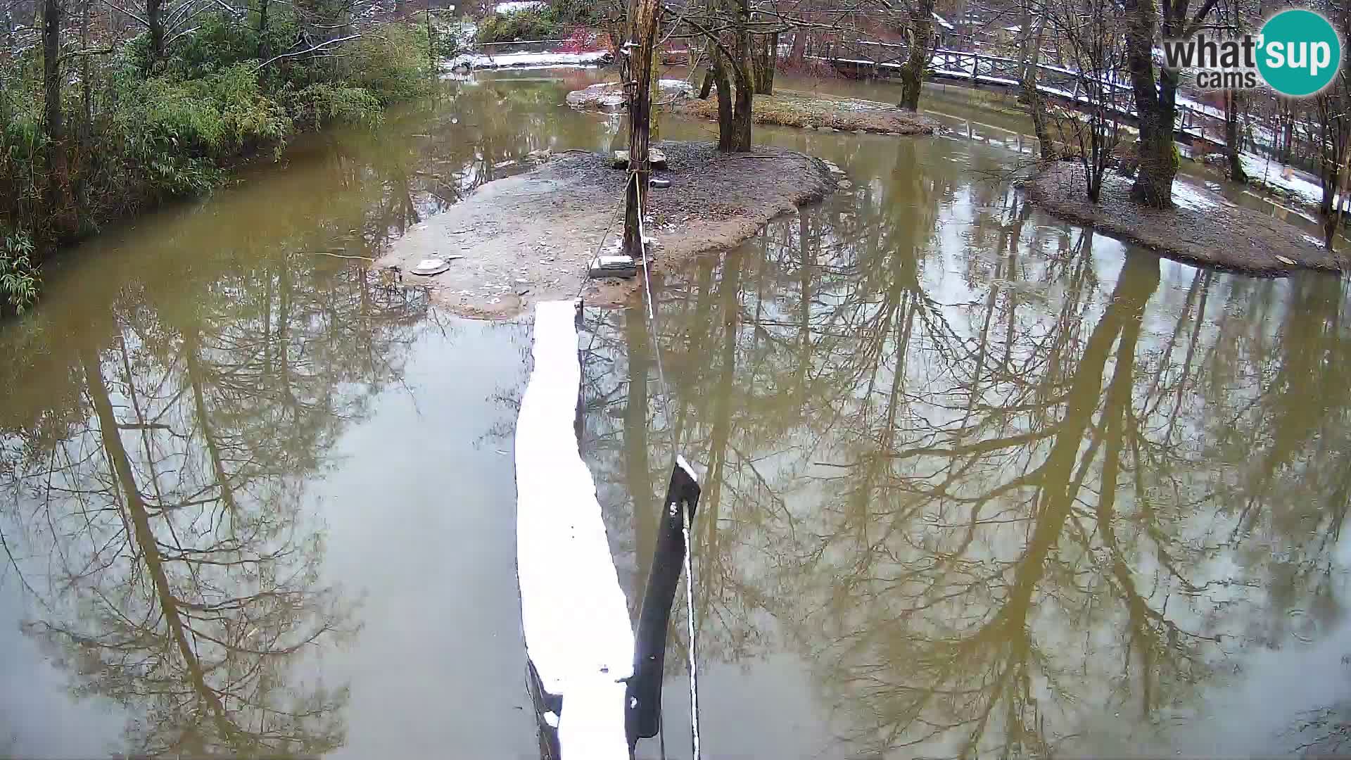 Navadni vari u živo – Ljubljana zoo