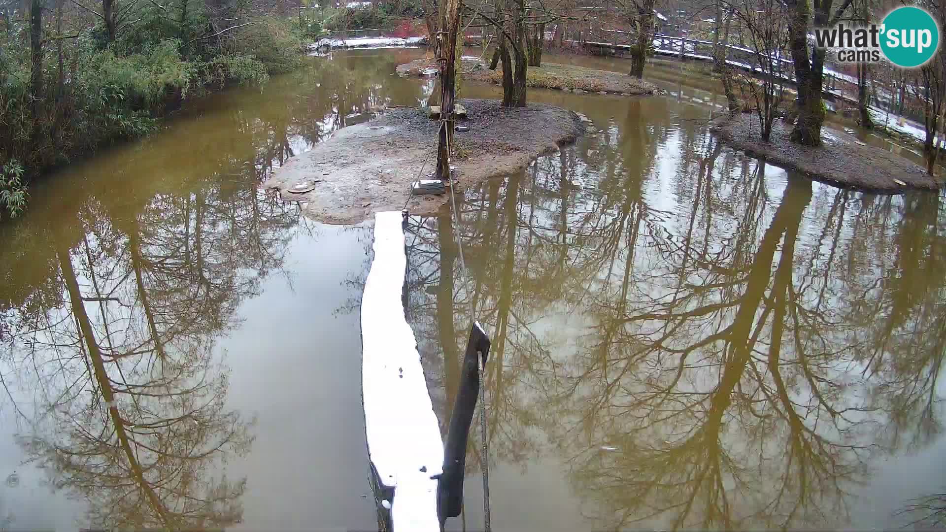 Schwarzweiße Vari Zoo Ljubljana webcam