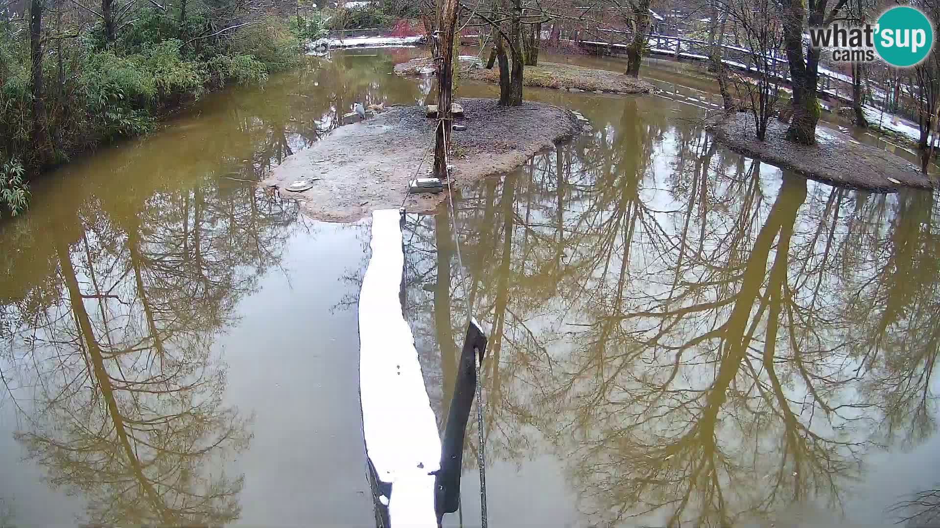 Vari noir et blanc – Ljubljana ZOO  livecam