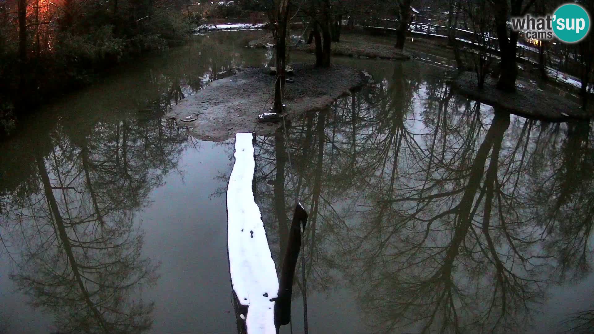 Vari noir et blanc – Ljubljana ZOO  livecam