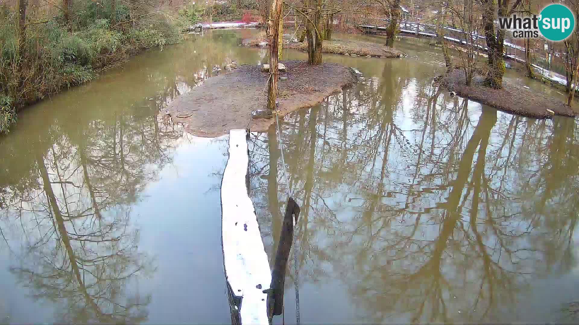 Vari bianconero Zoo Ljubljana webcam