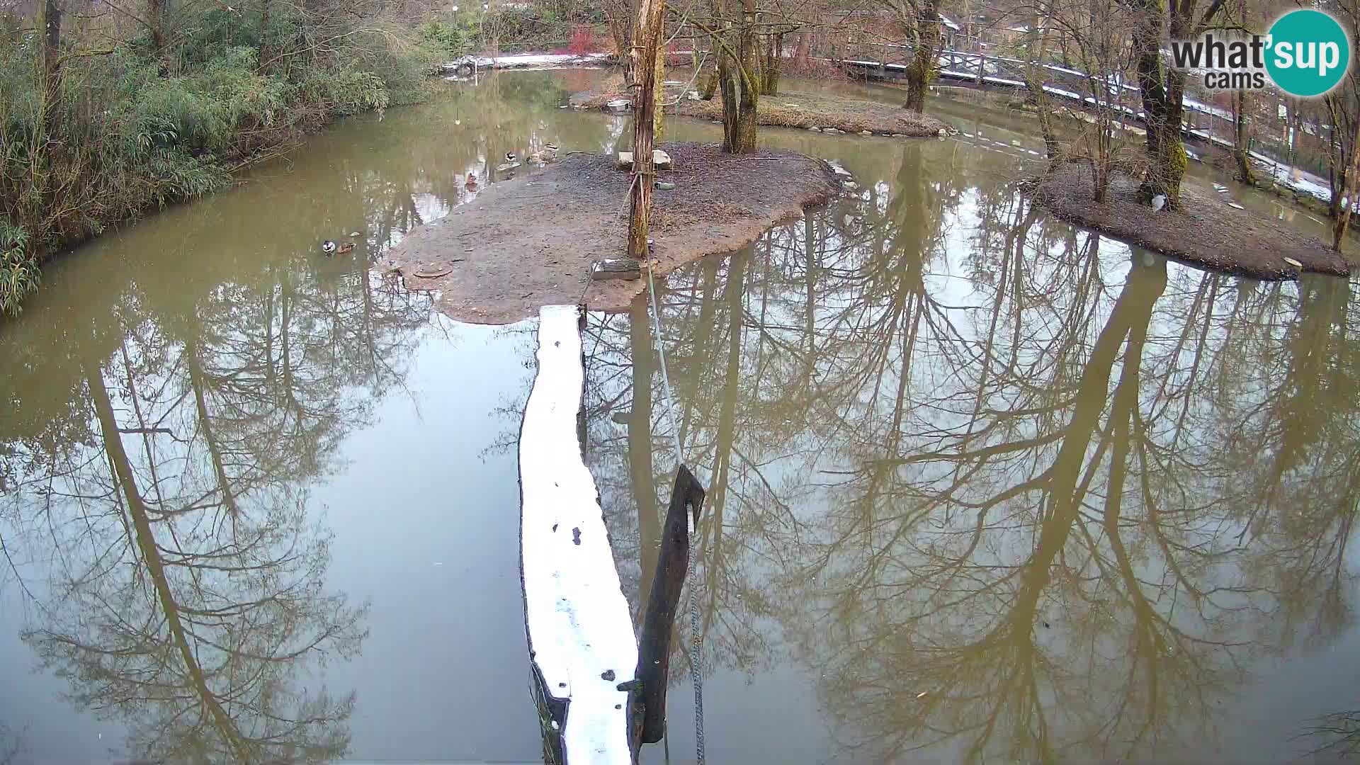 Schwarzweiße Vari Zoo Ljubljana webcam