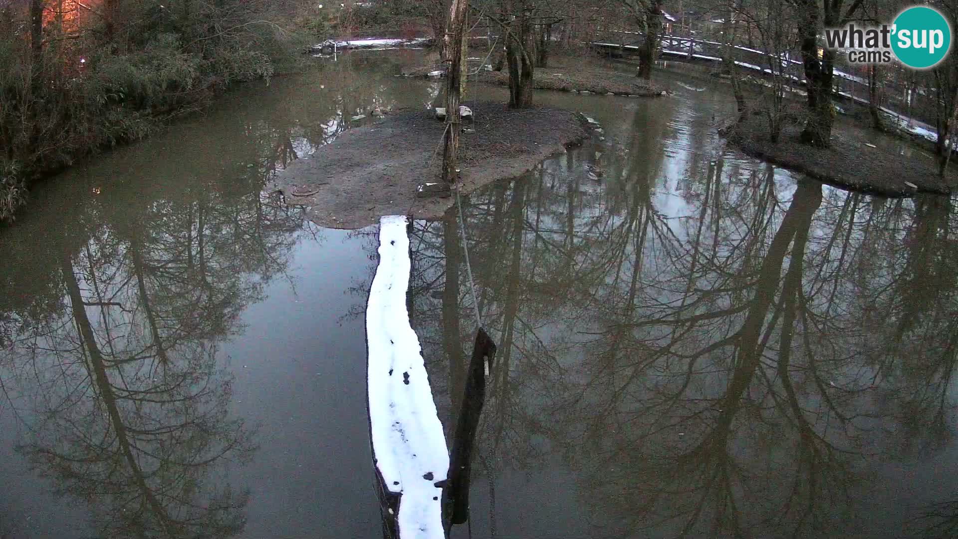 Black and white ruffed lemur Ljubljana Zoo live cam