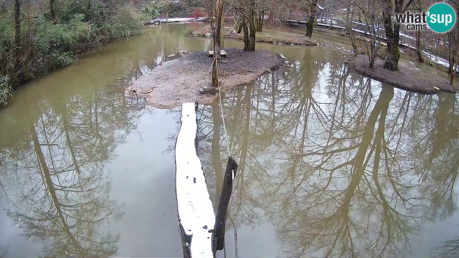 Vari bianconero Zoo Ljubljana webcam