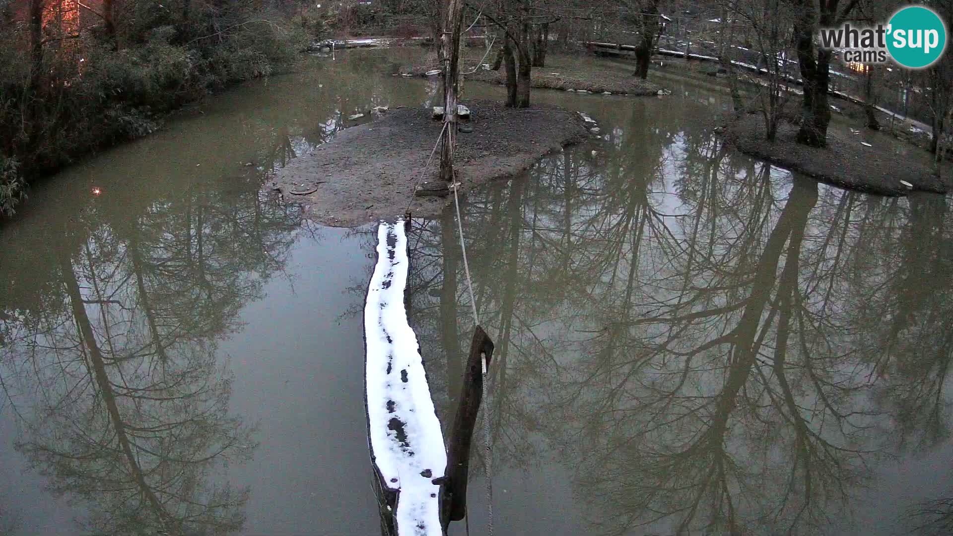 Schwarzweiße Vari Zoo Ljubljana webcam