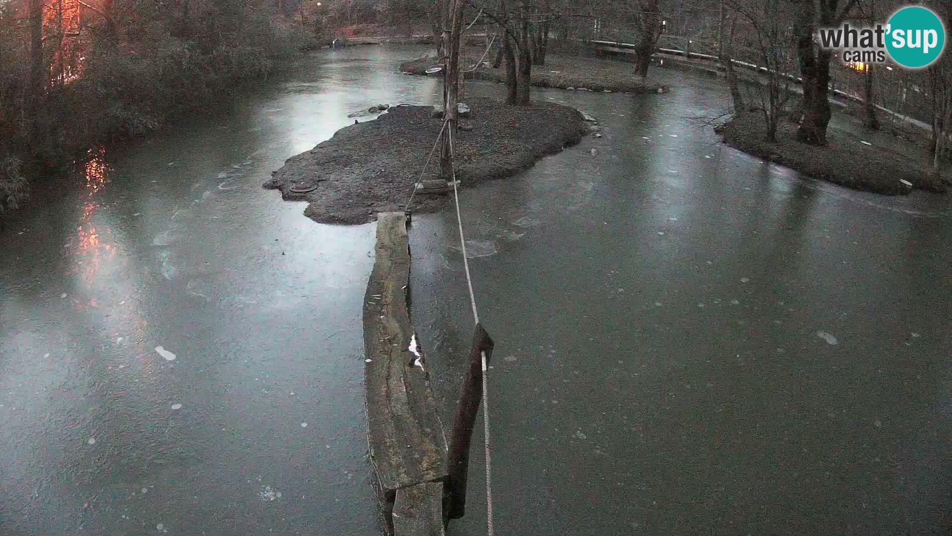 Navadni vari v živo – Ljubljana živalski vrt