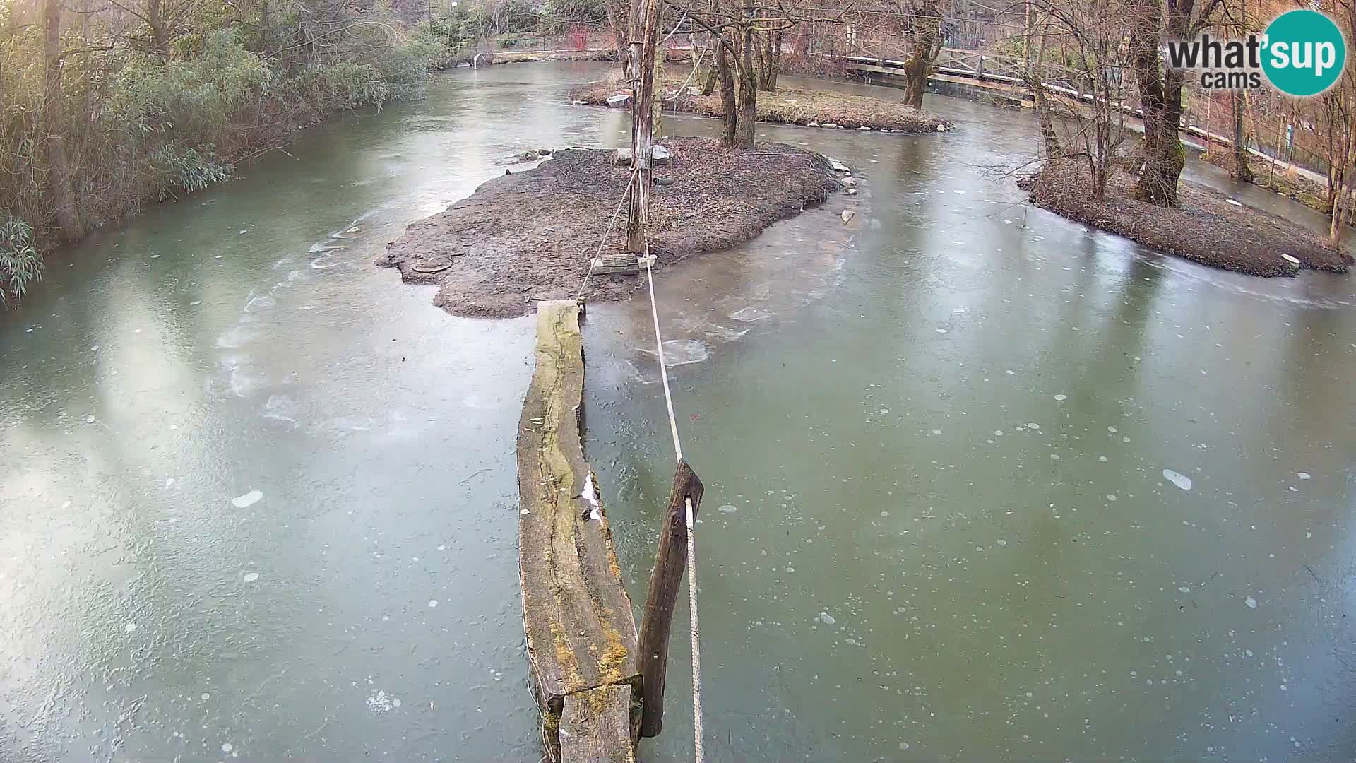 Navadni vari u živo – Ljubljana zoo