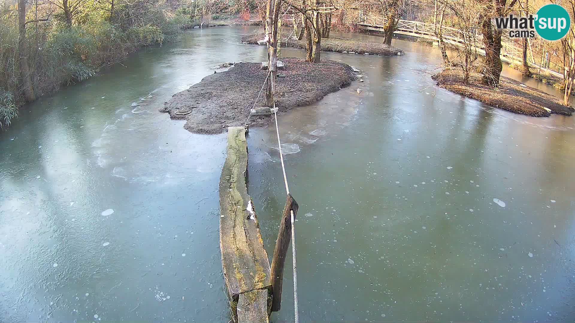 Vari noir et blanc – Ljubljana ZOO  livecam