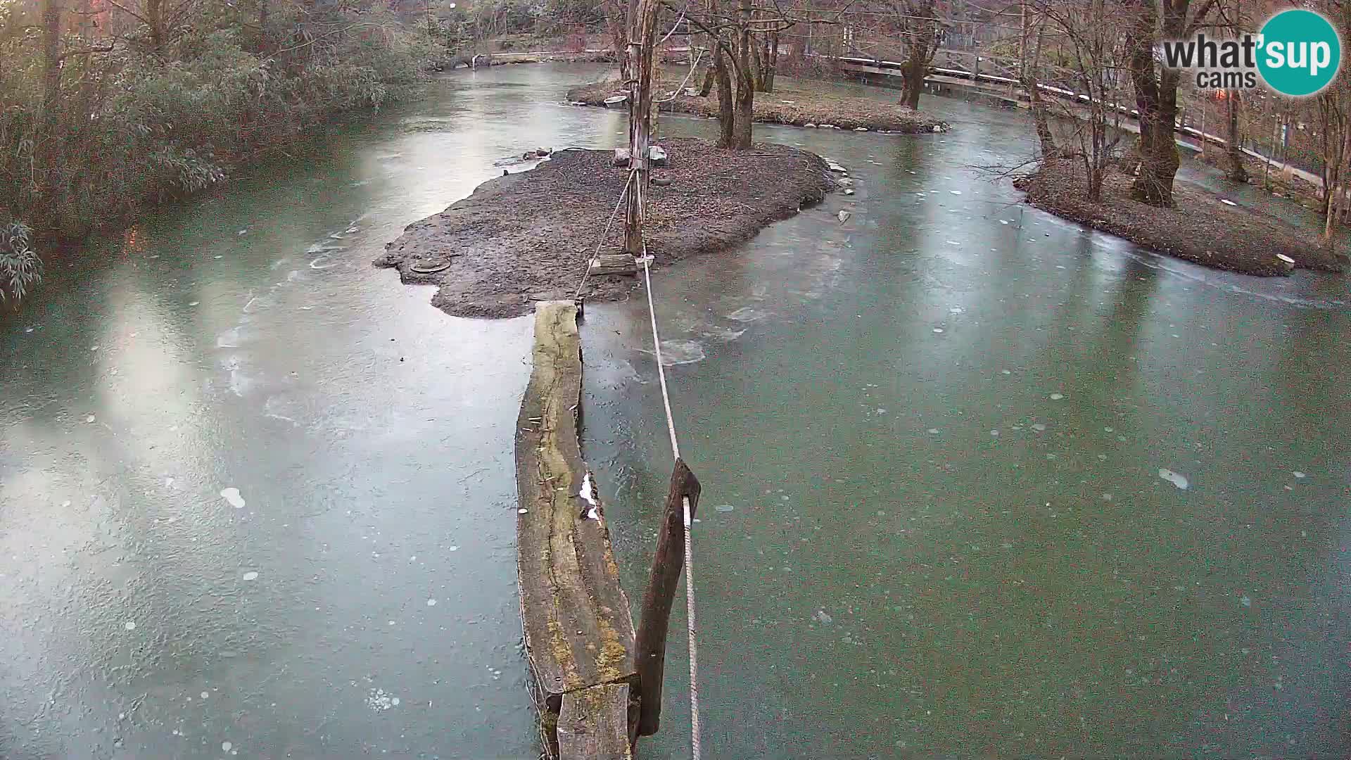 Navadni vari v živo – Ljubljana živalski vrt