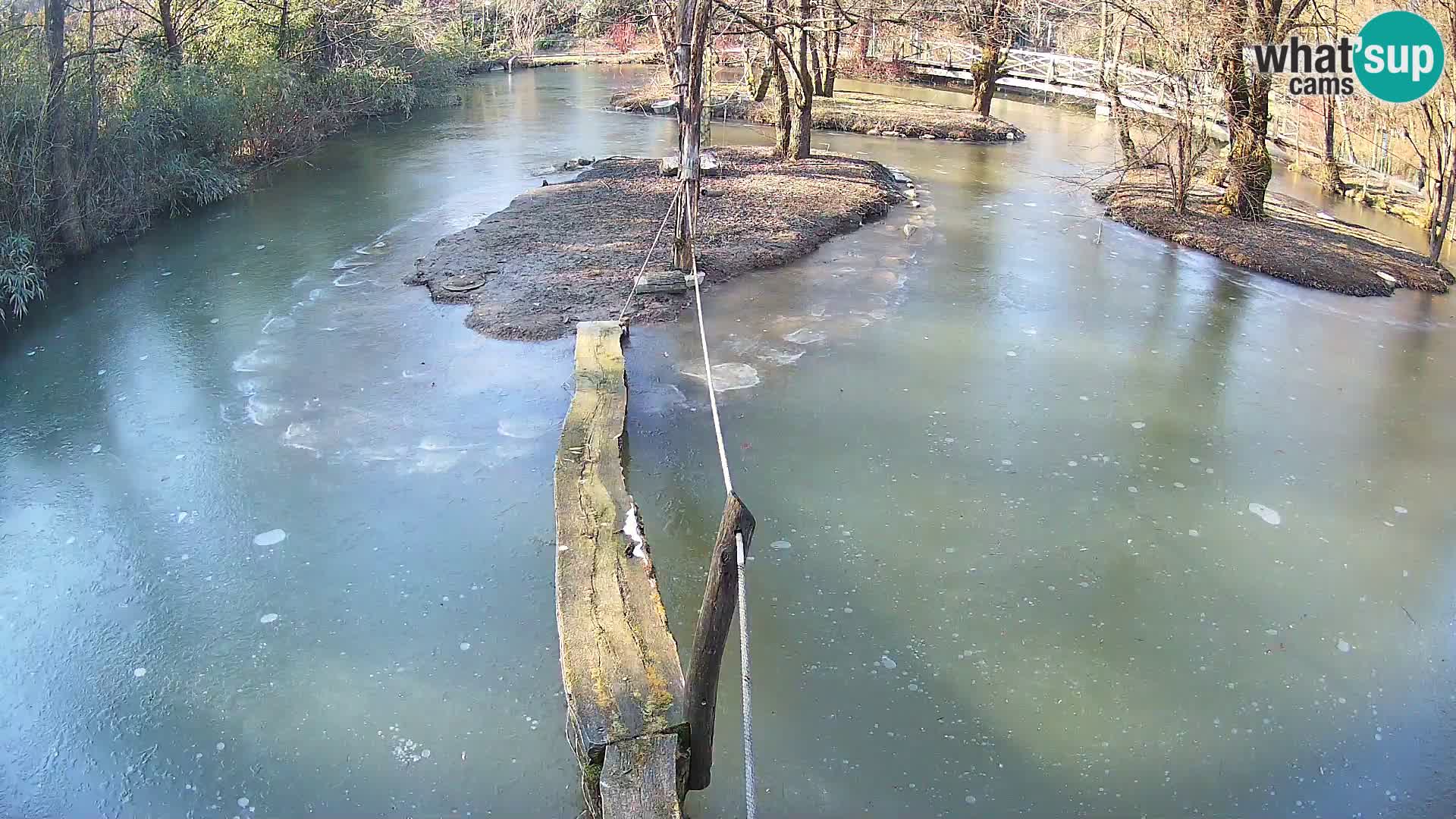 Vari bianconero Zoo Ljubljana webcam