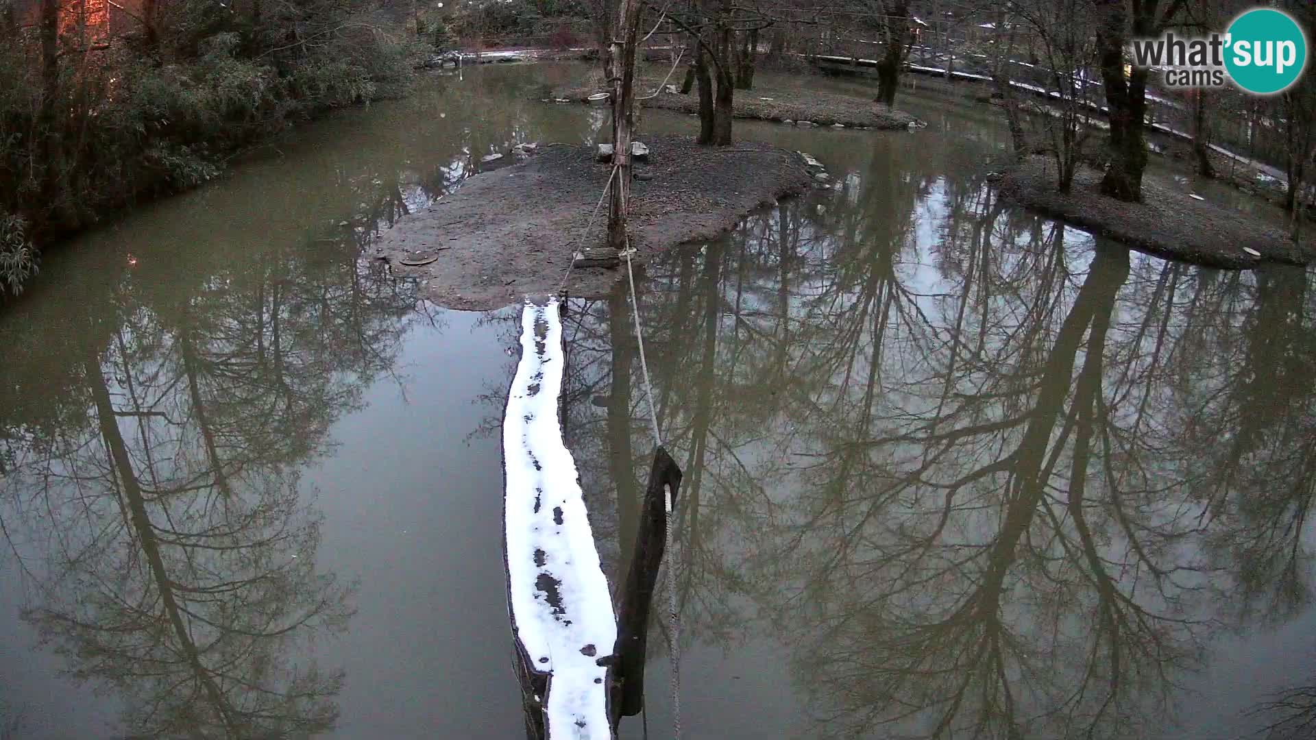 Vari bianconero Zoo Ljubljana webcam