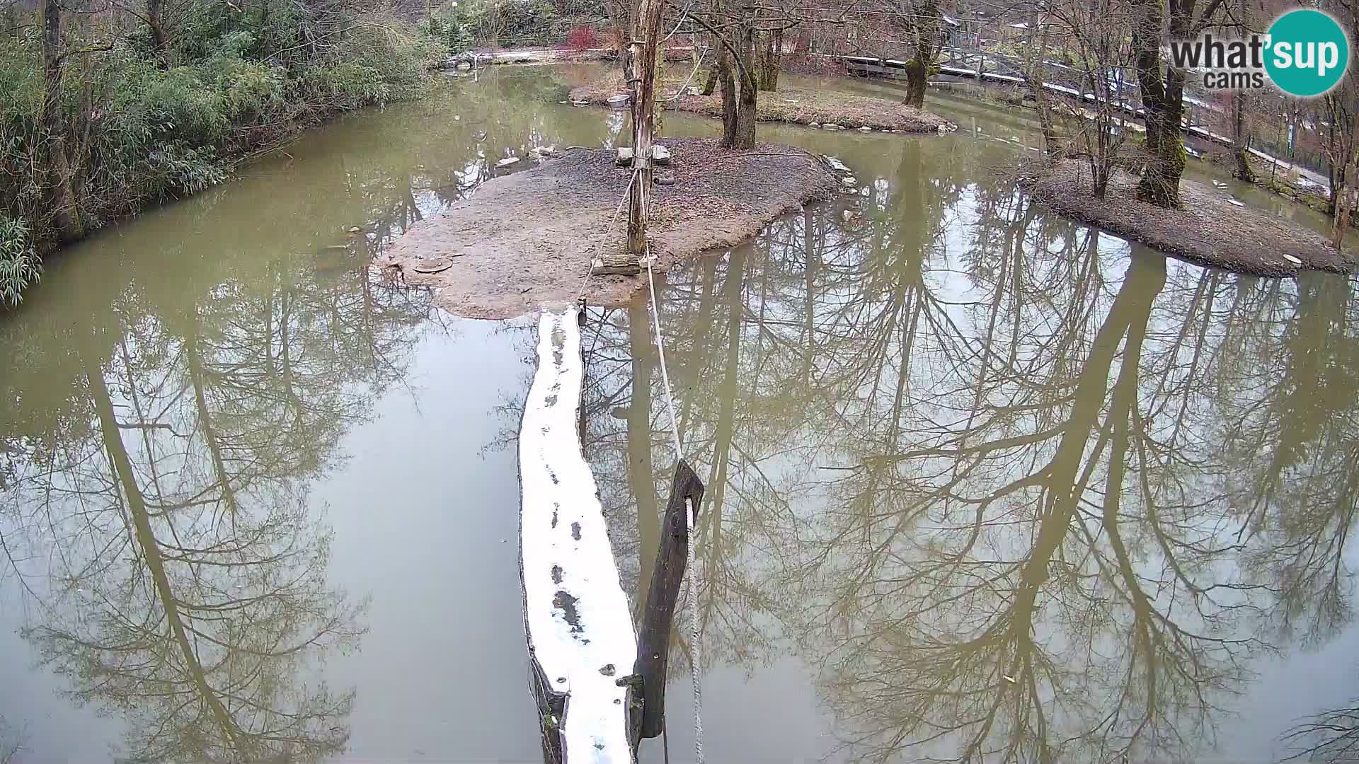 Black and white ruffed lemur Ljubljana Zoo live cam