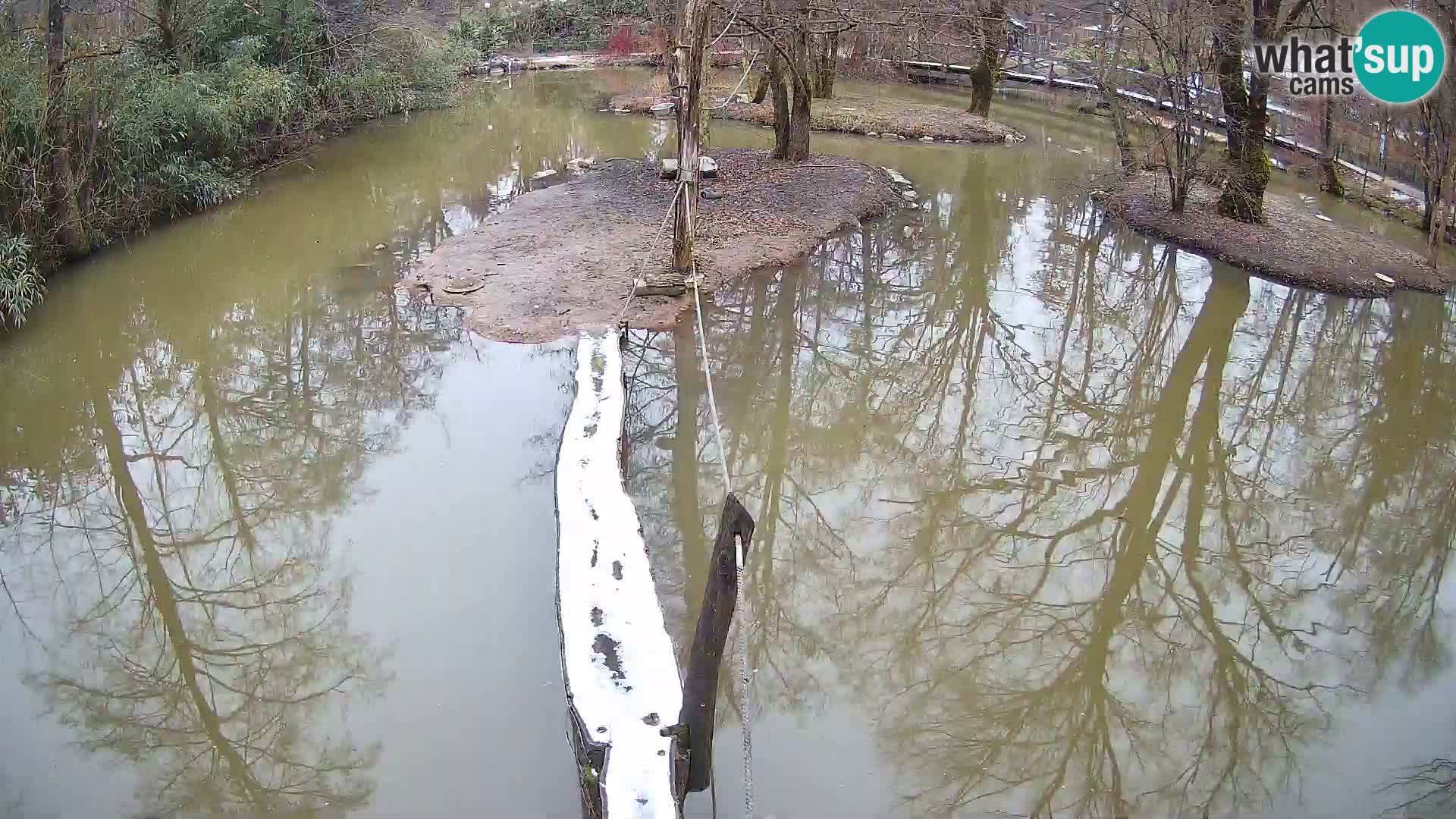 Schwarzweiße Vari Zoo Ljubljana webcam