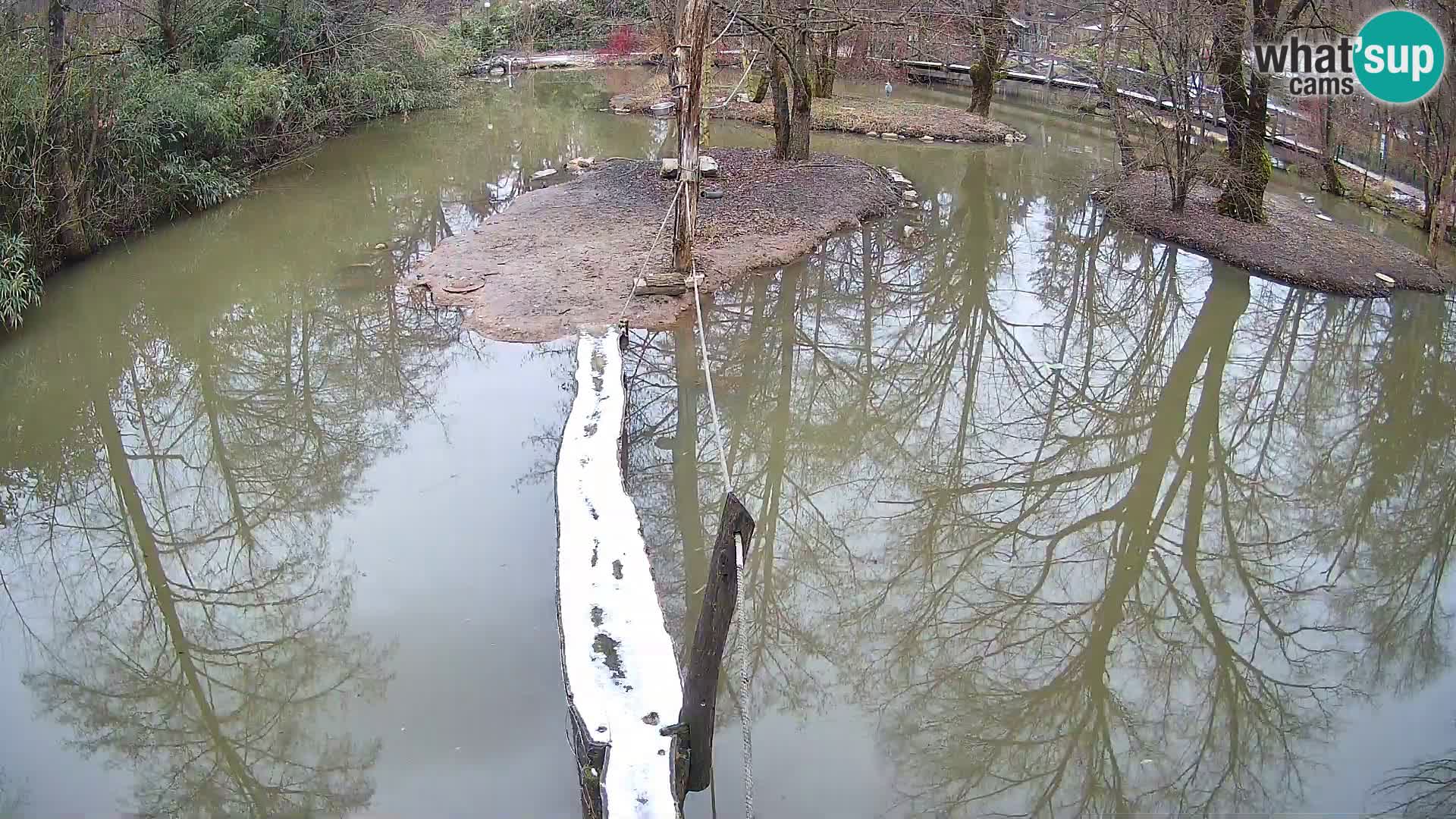 Vari noir et blanc – Ljubljana ZOO  livecam