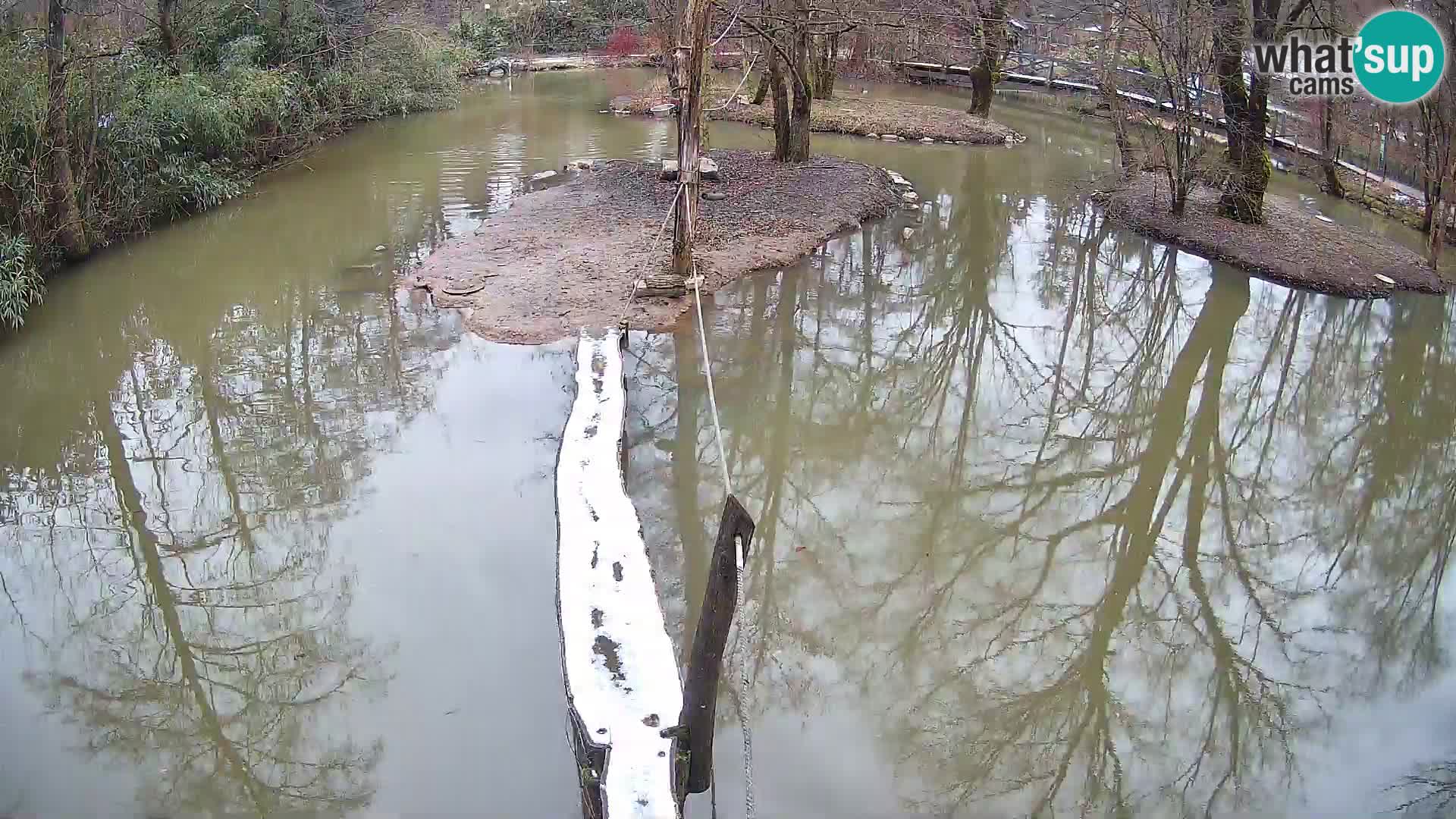 Vari noir et blanc – Ljubljana ZOO  livecam