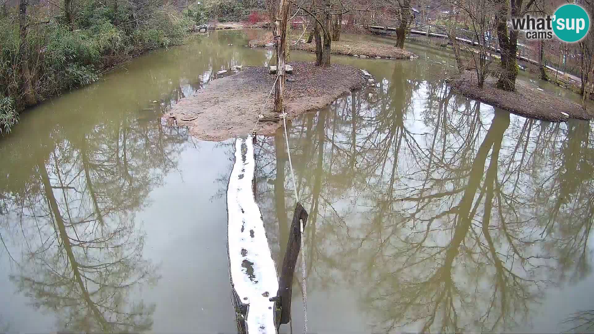 Vari noir et blanc – Ljubljana ZOO  livecam