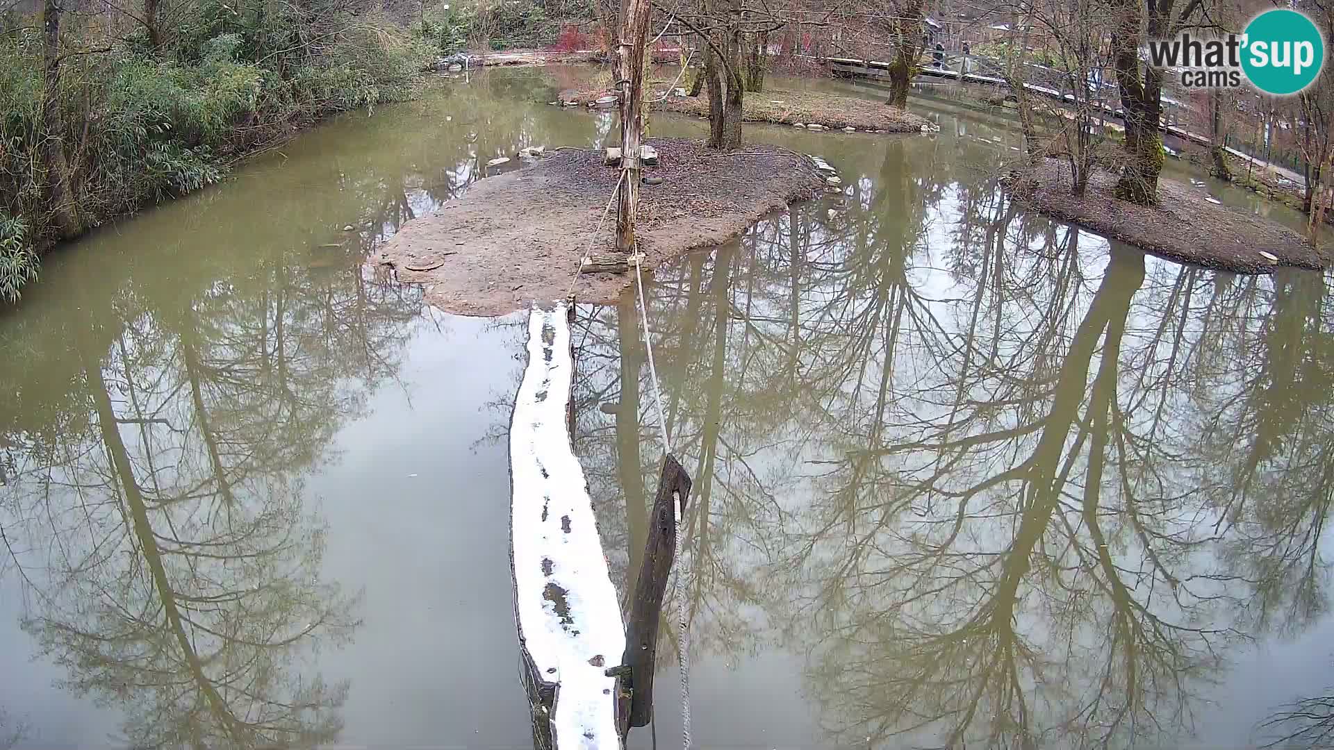 Vari bianconero Zoo Ljubljana webcam